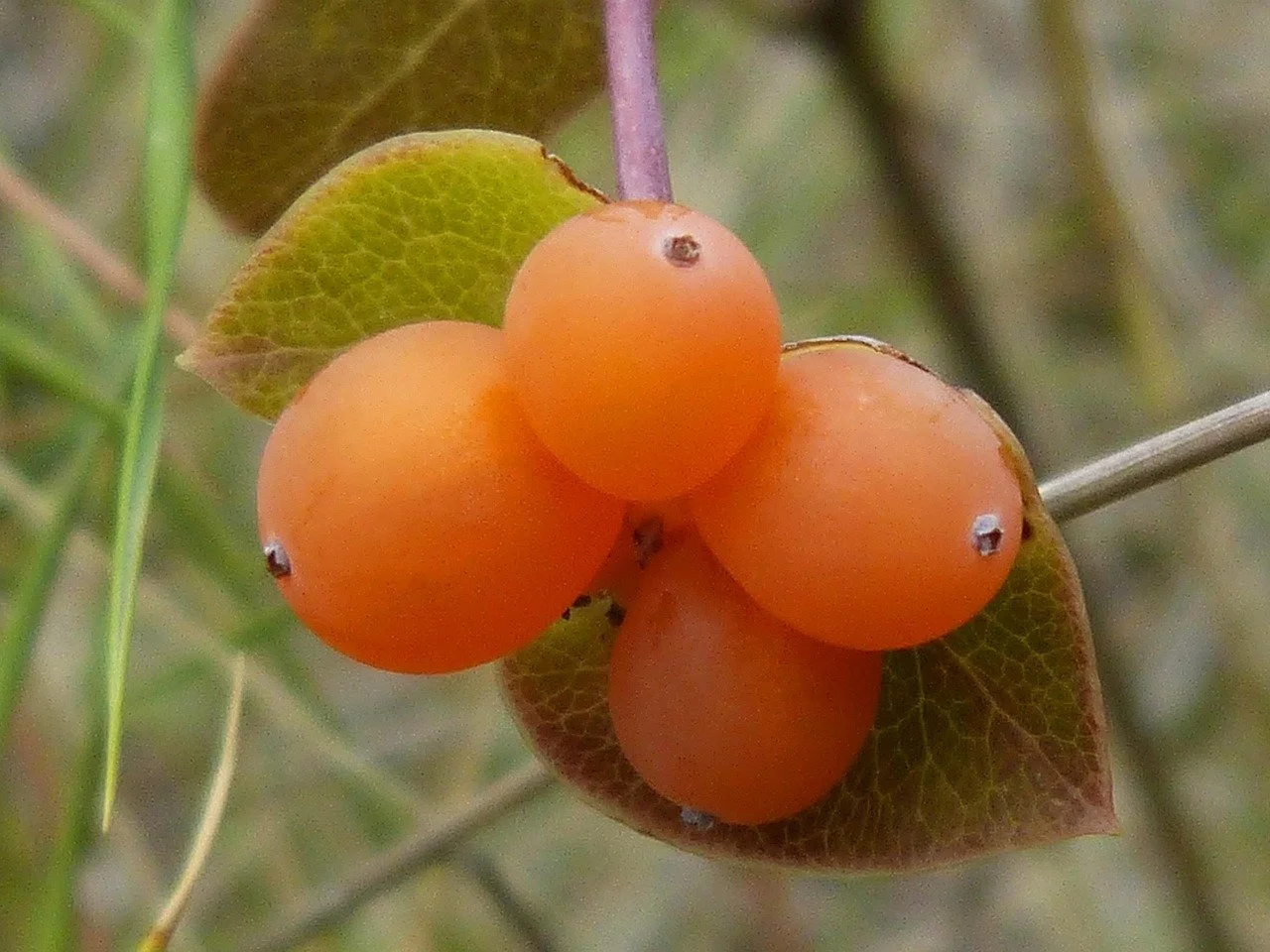 makamuki0-berry-935042_1280.jpg