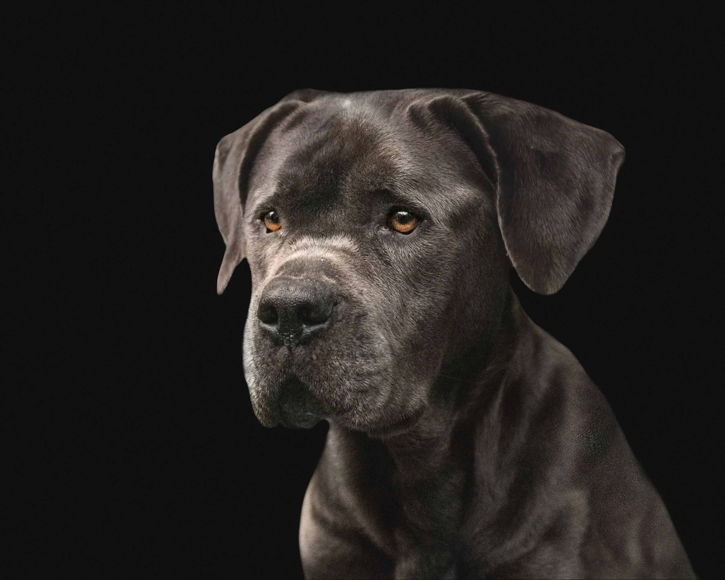 The Top 5 Reasons to Have a Professional Photo Session With Your Dog