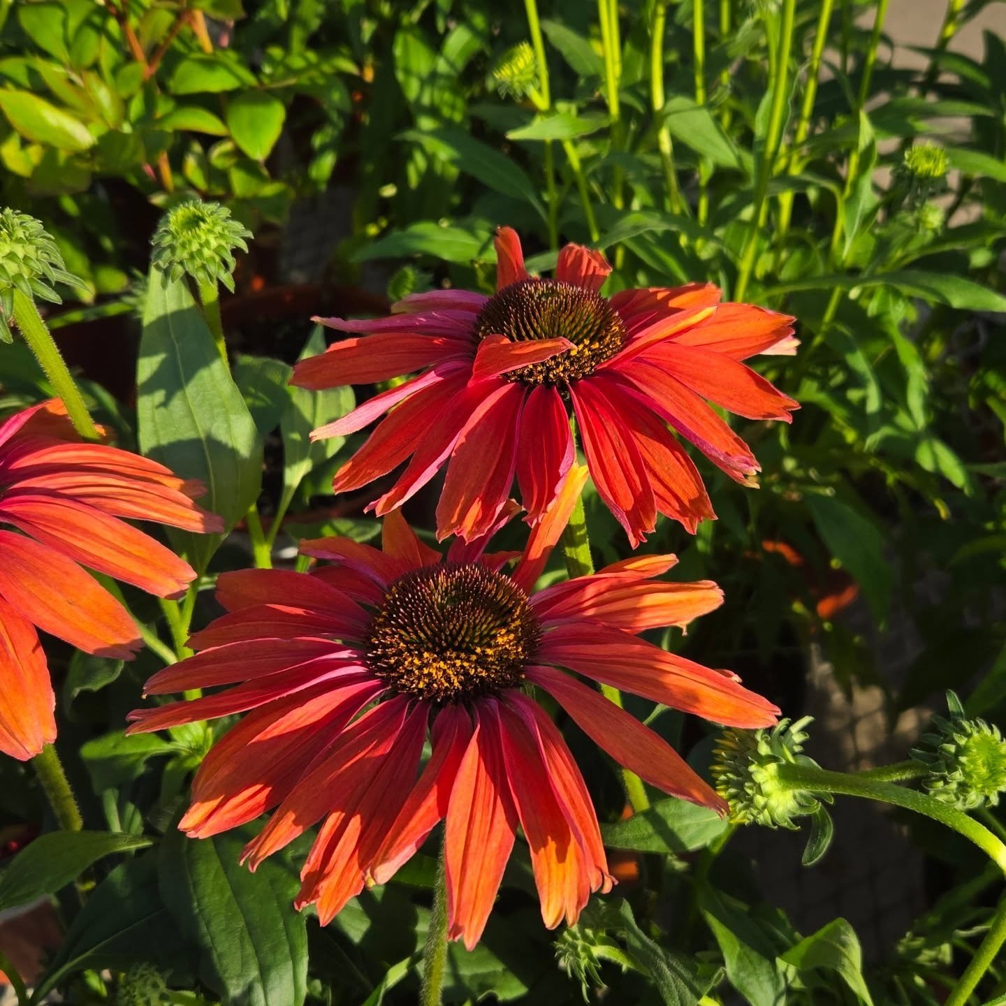 Echinacea