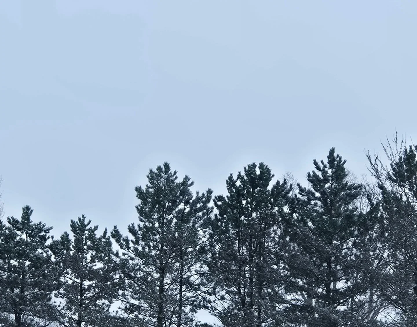 Another snowy day in Michigan, stay warm!