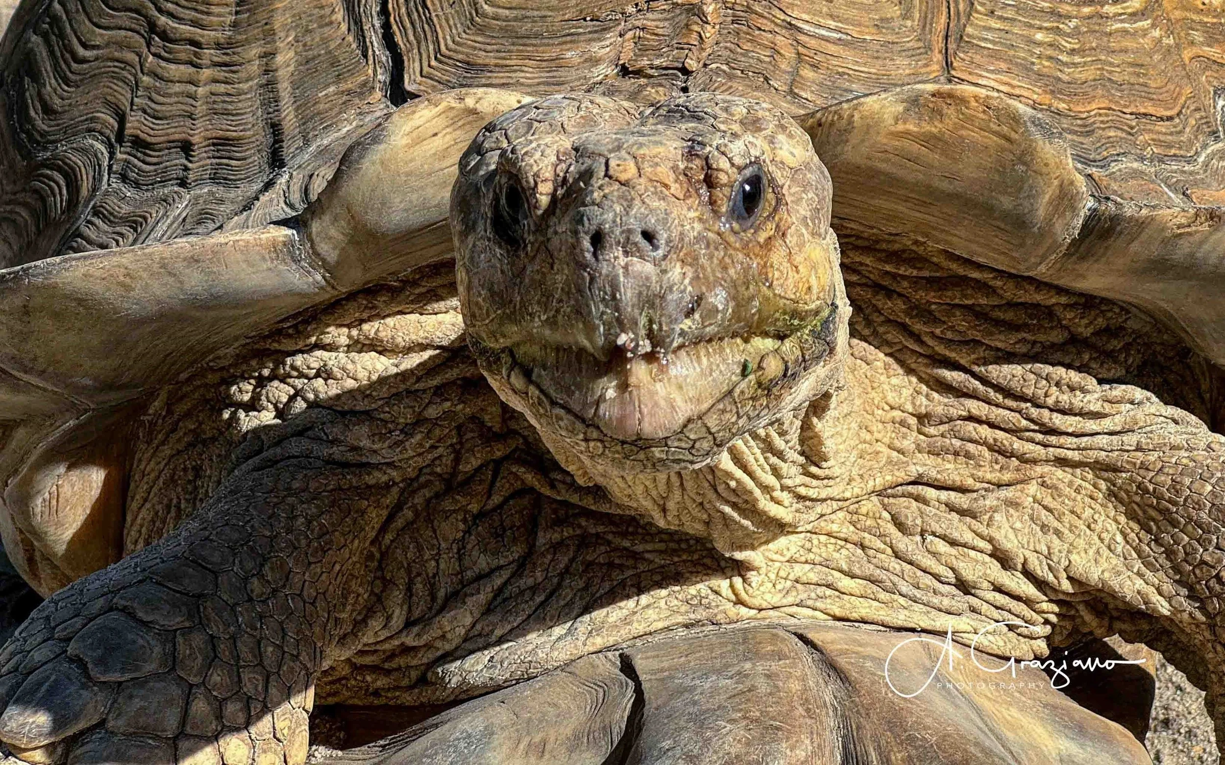 iPhone Photography Workshop