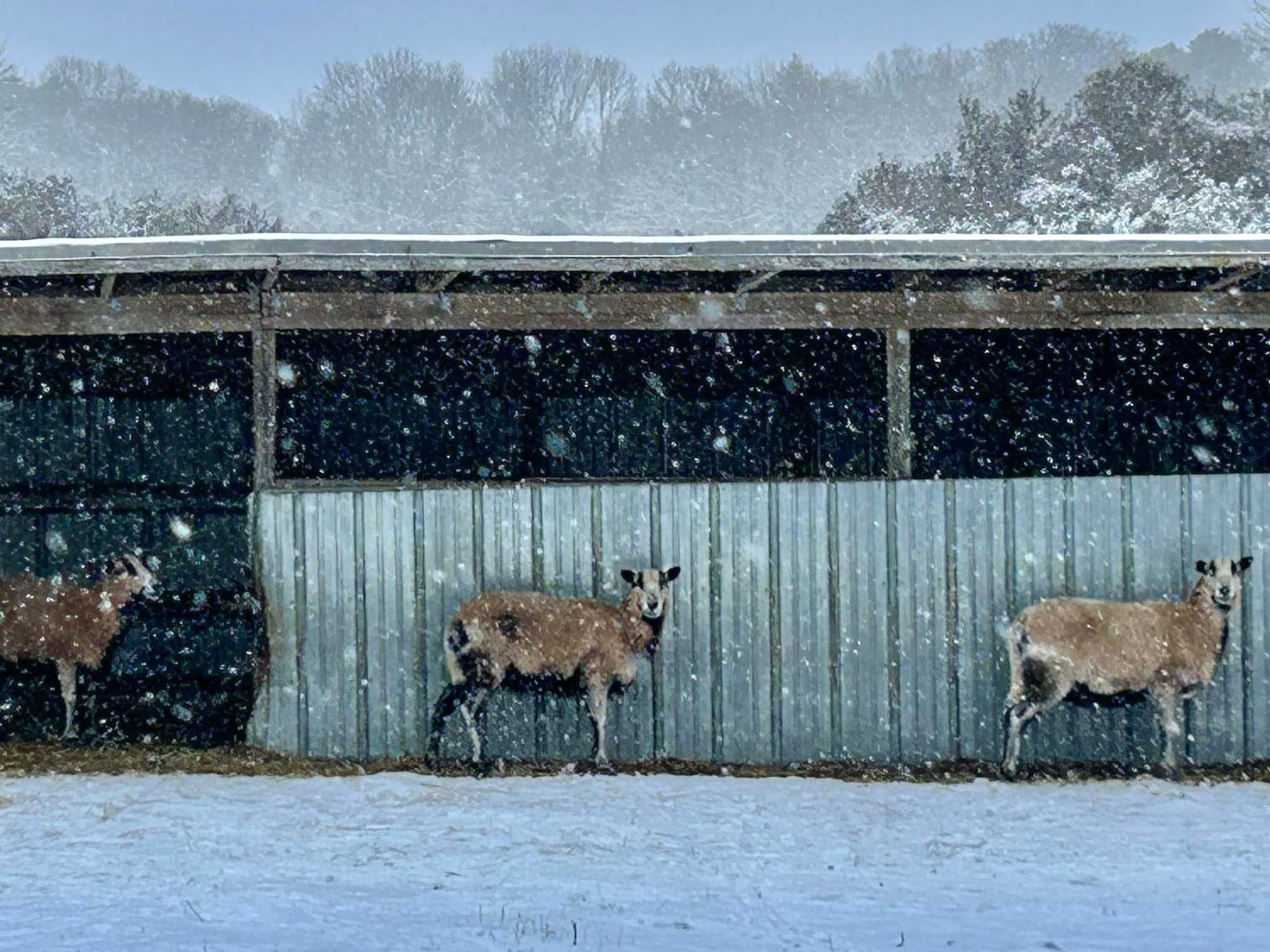 Camp Zoo Winter Edition- by day
