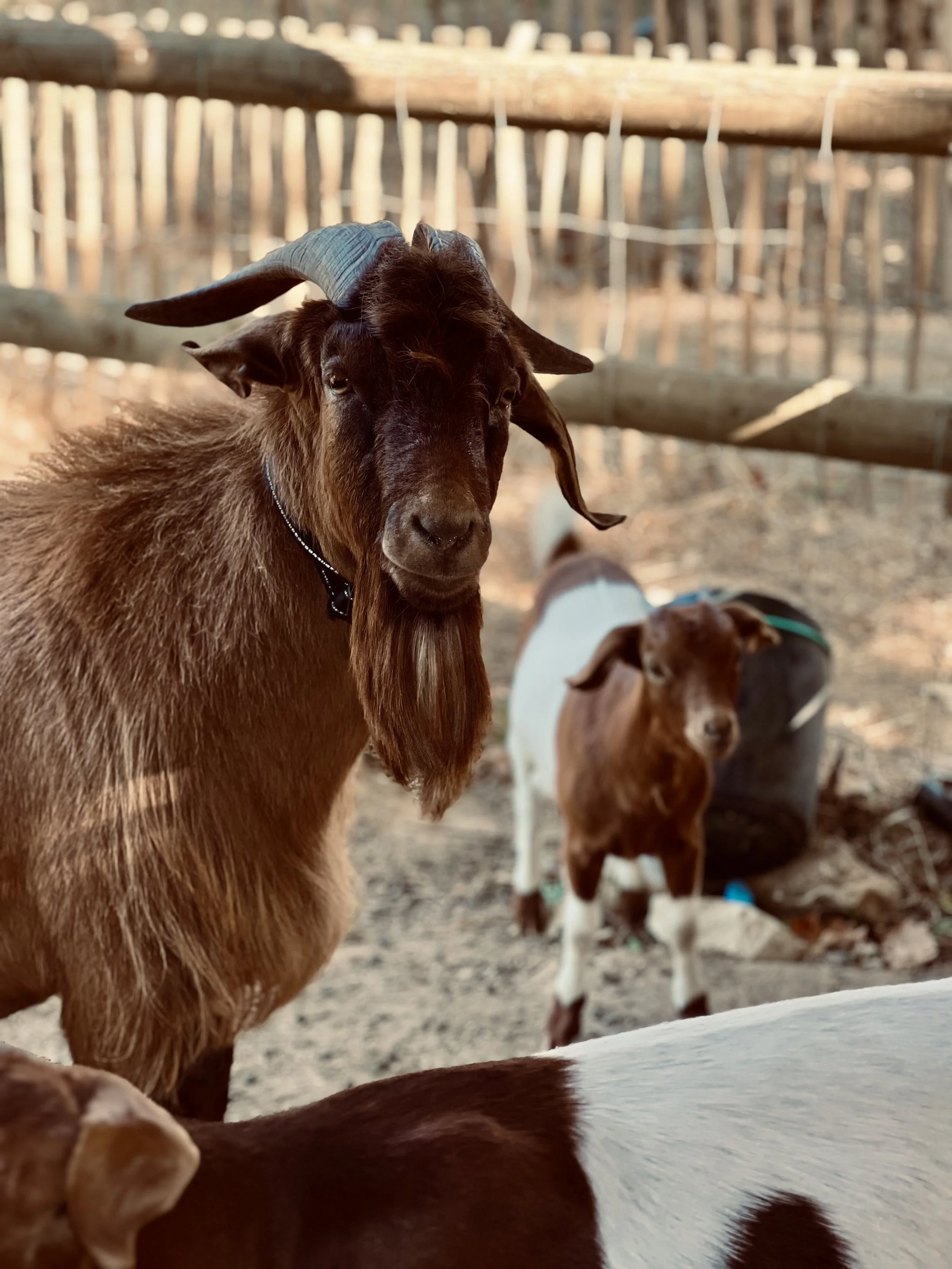 goats.jpg