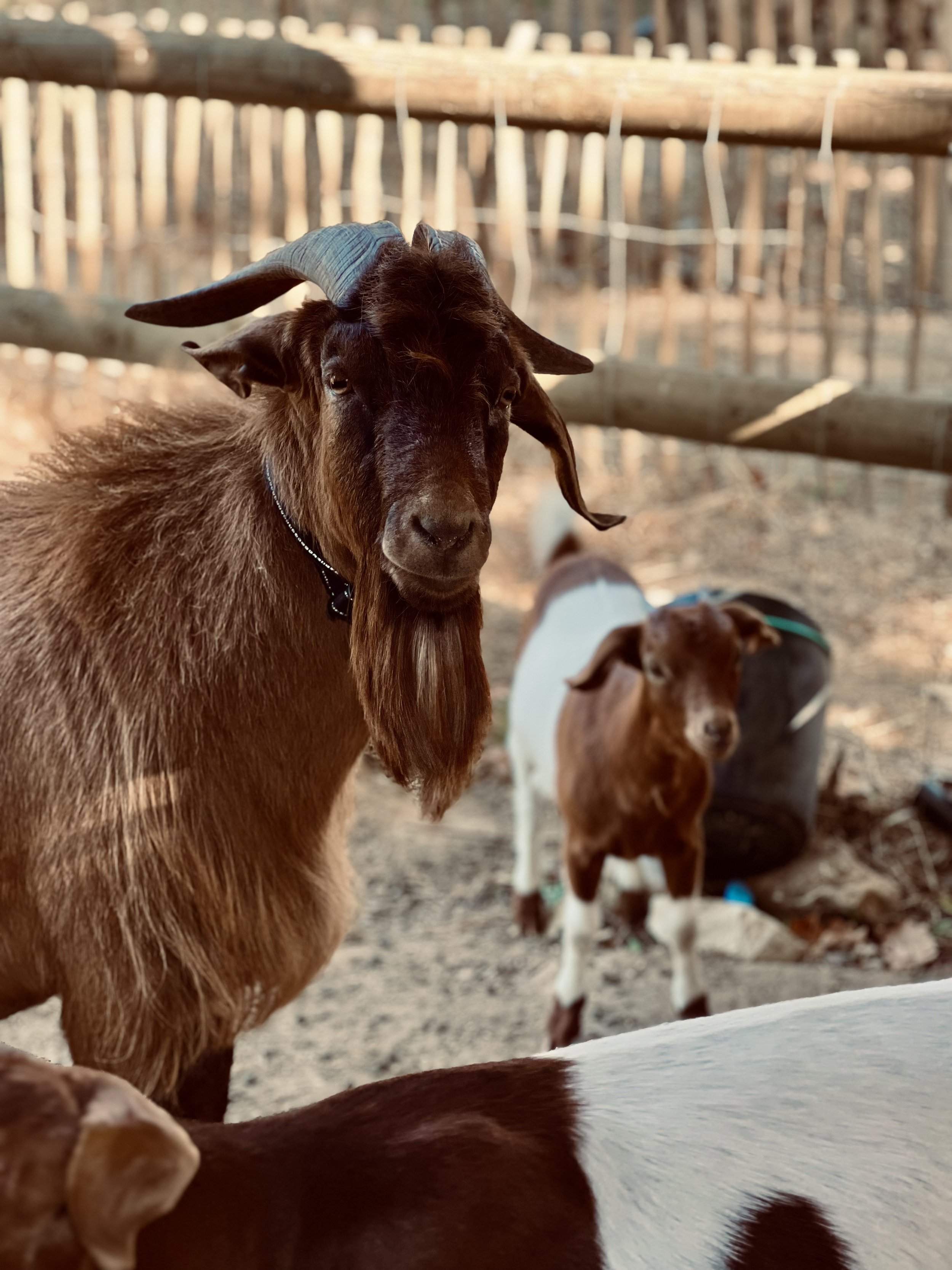 goats.jpg