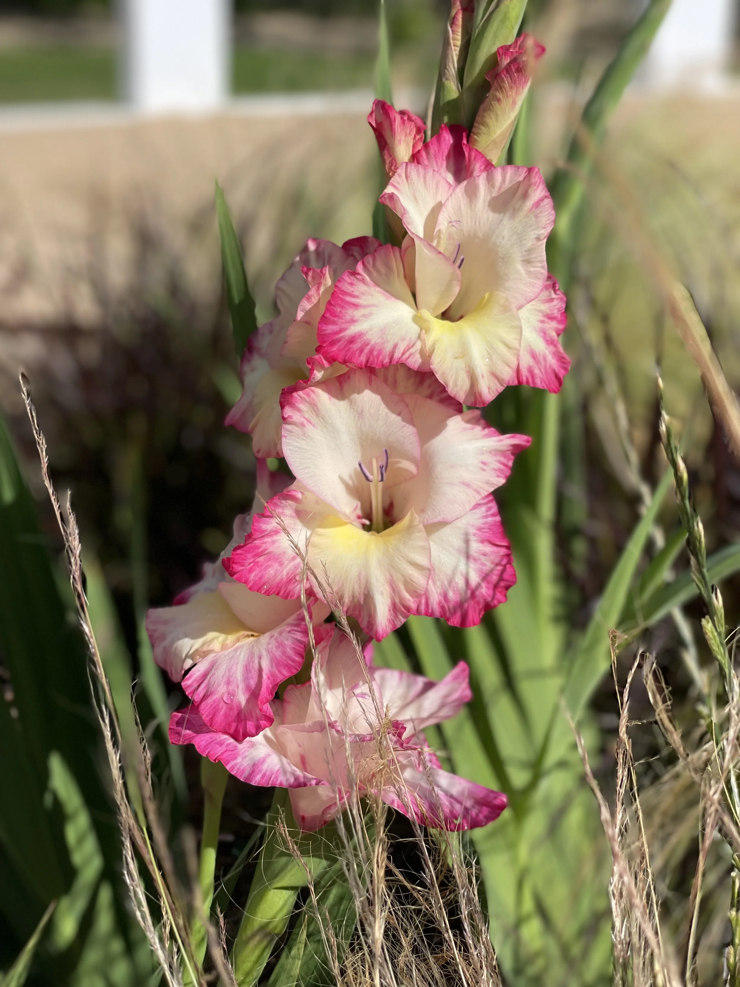 Terra Quinta Garden flower.jpeg