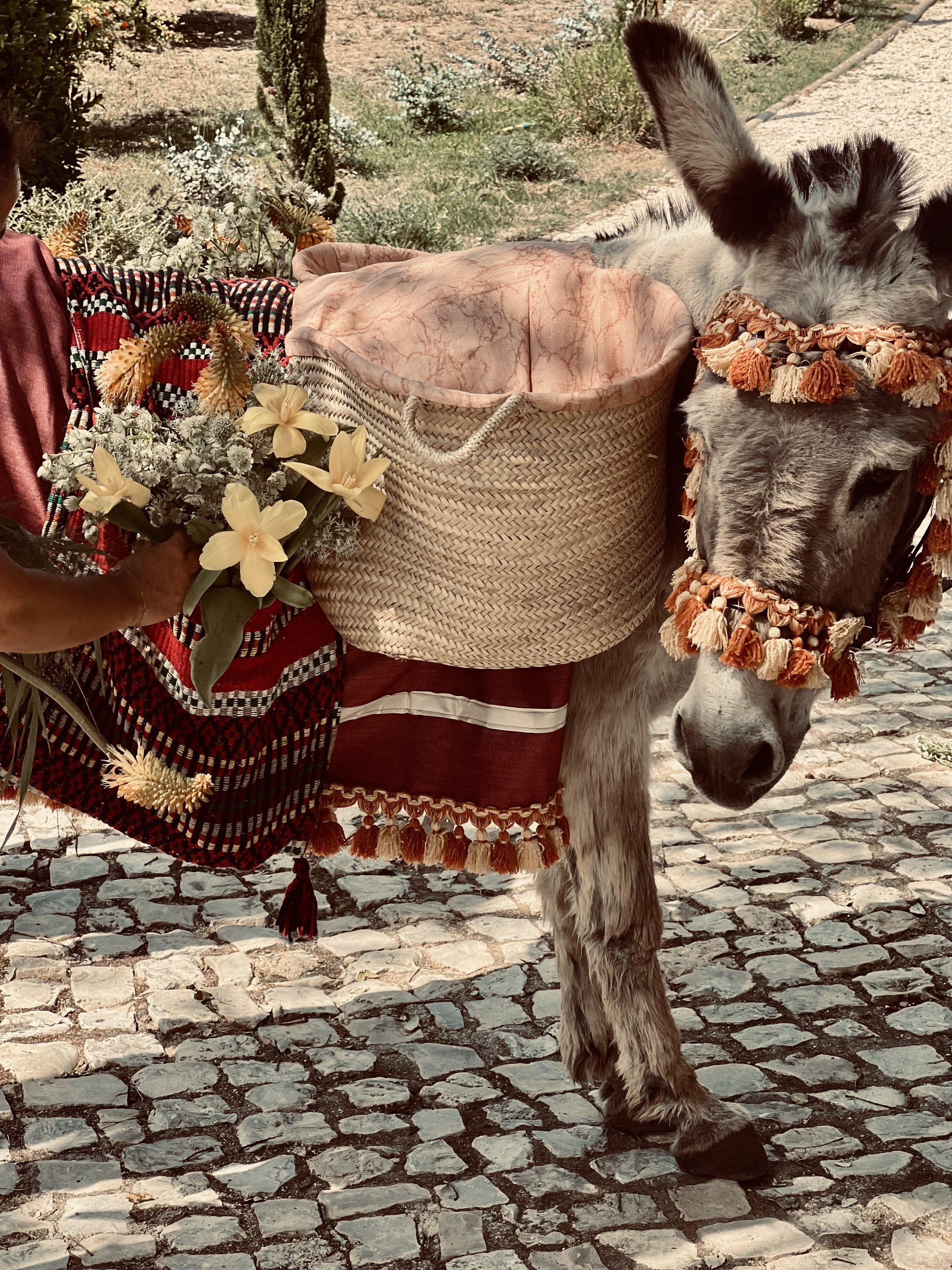 donkey.jpg