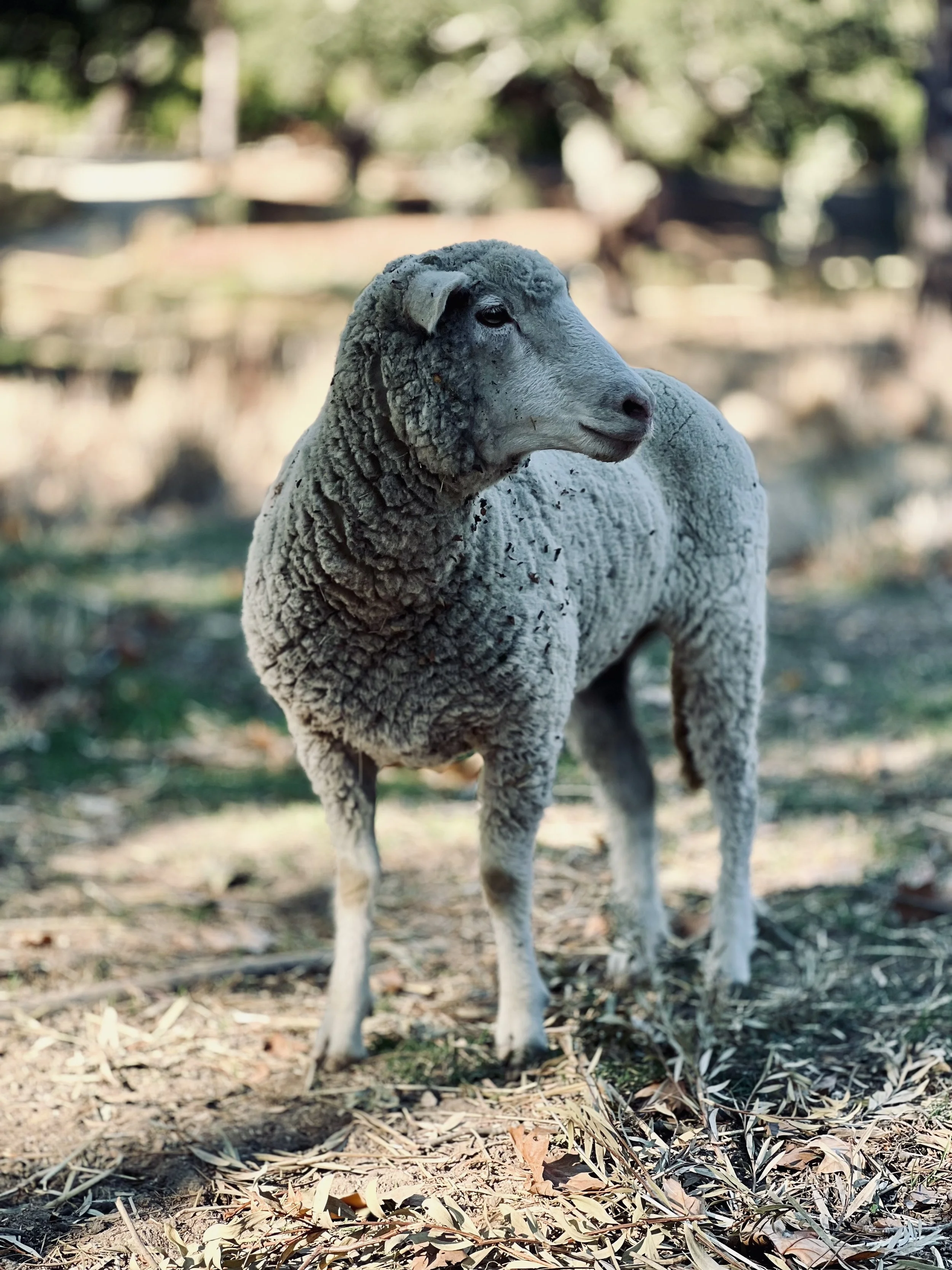 sheep.jpg