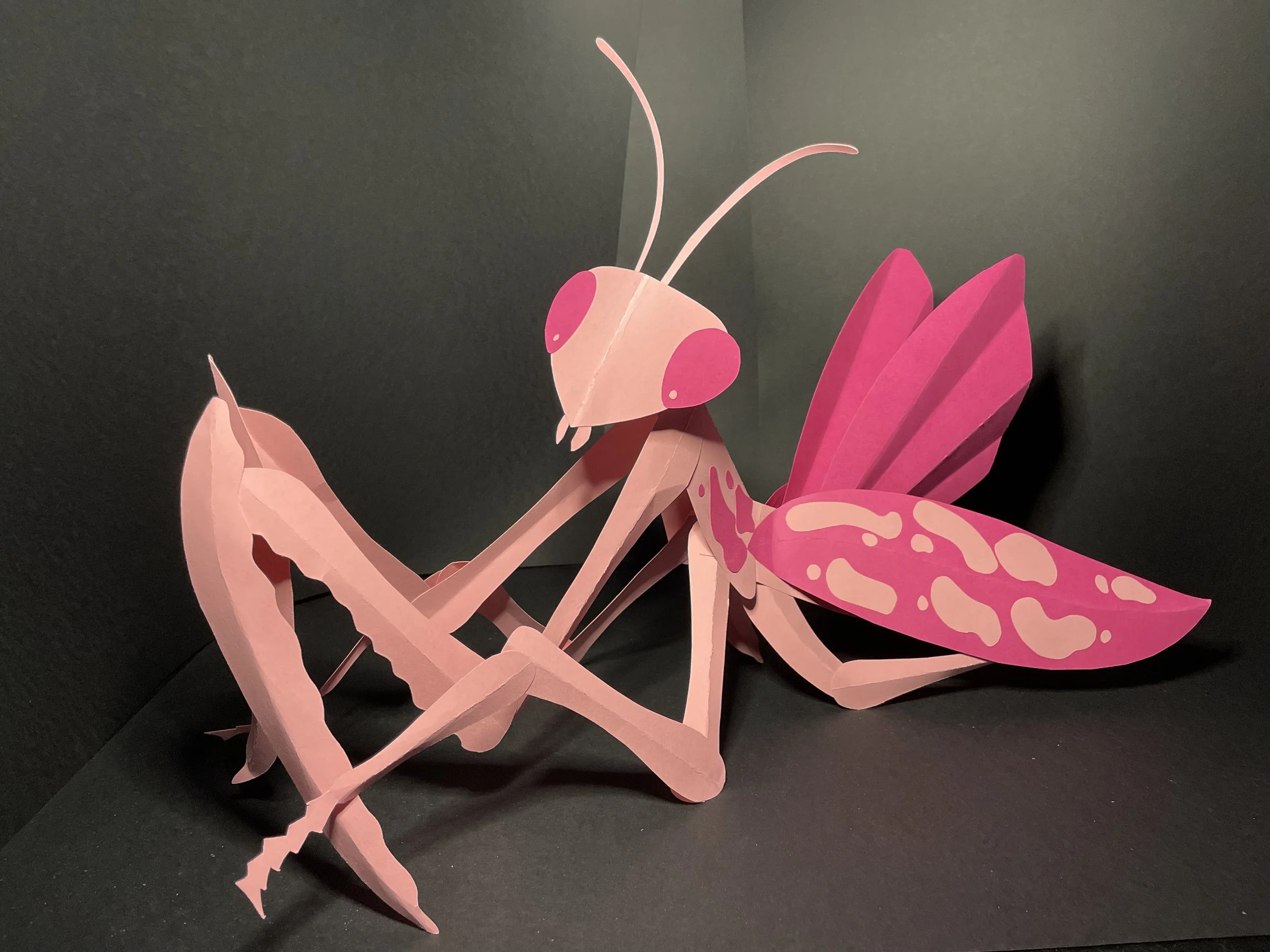 Mante religieuse (expert)