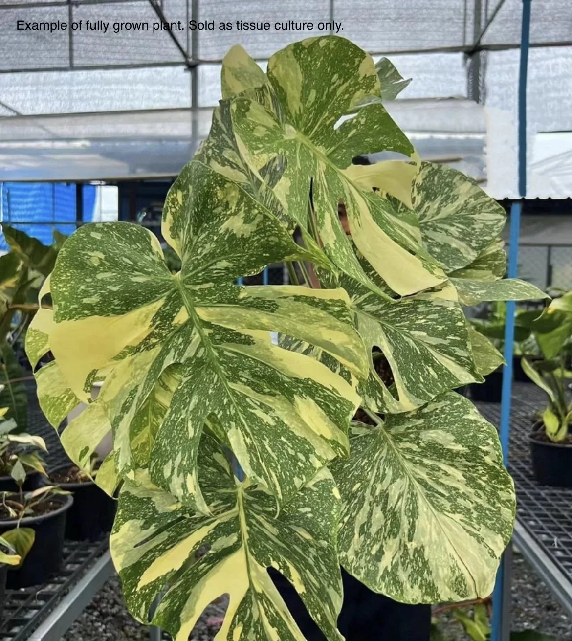 1-Pack Monstera Crme Brule  Rare Plants Co.