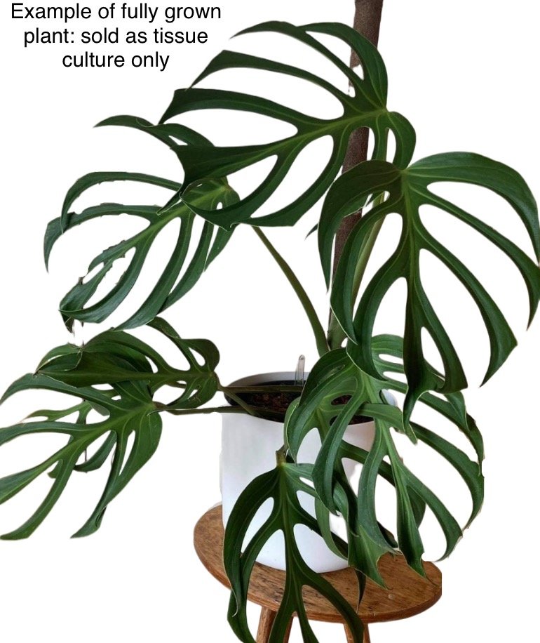 narrow escape philodendron Philodendron Narrow Escape Care main image 0