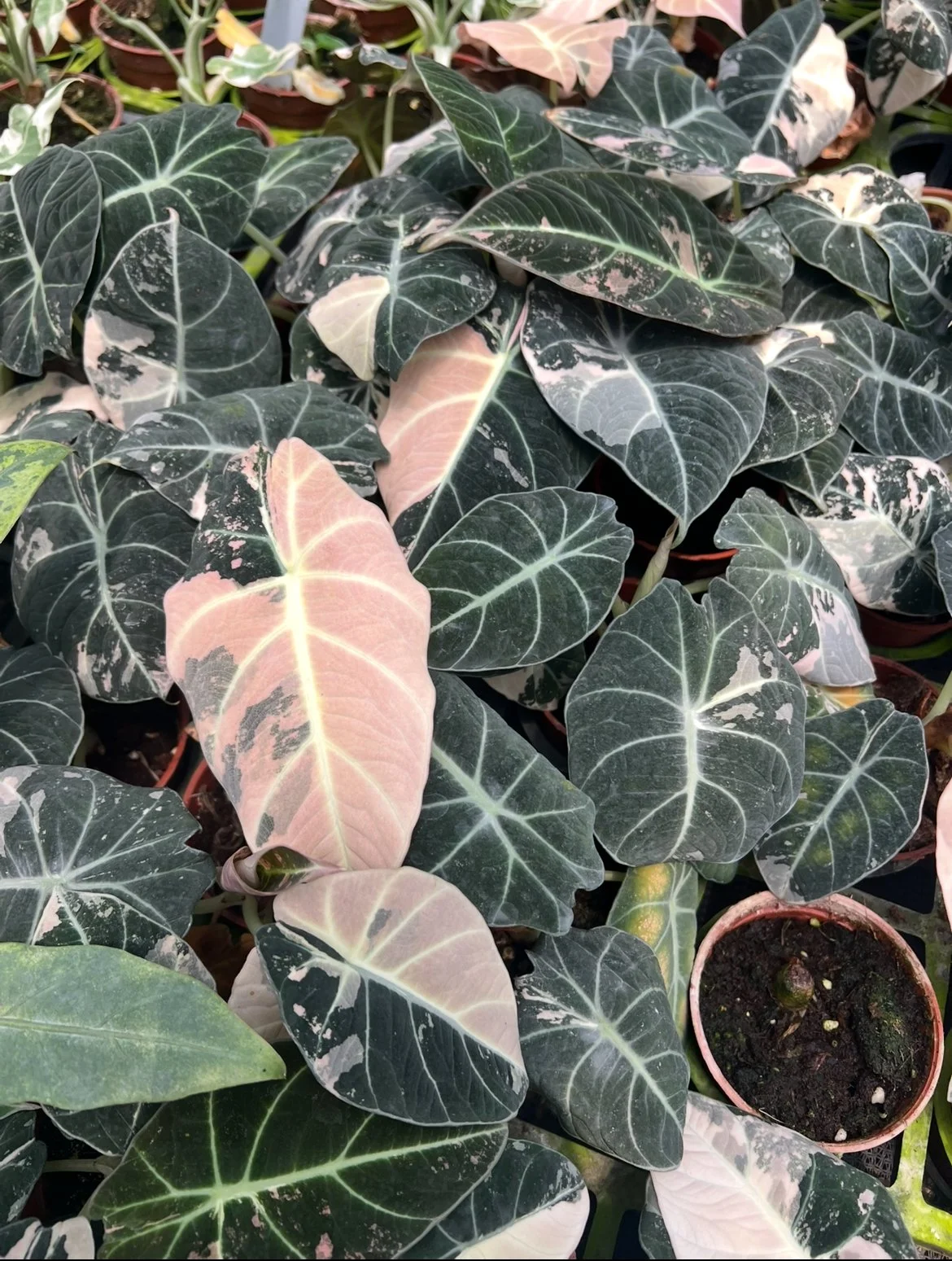 1-Pack Alocasia Black Velvet Pink Variegated - Tissue Culture