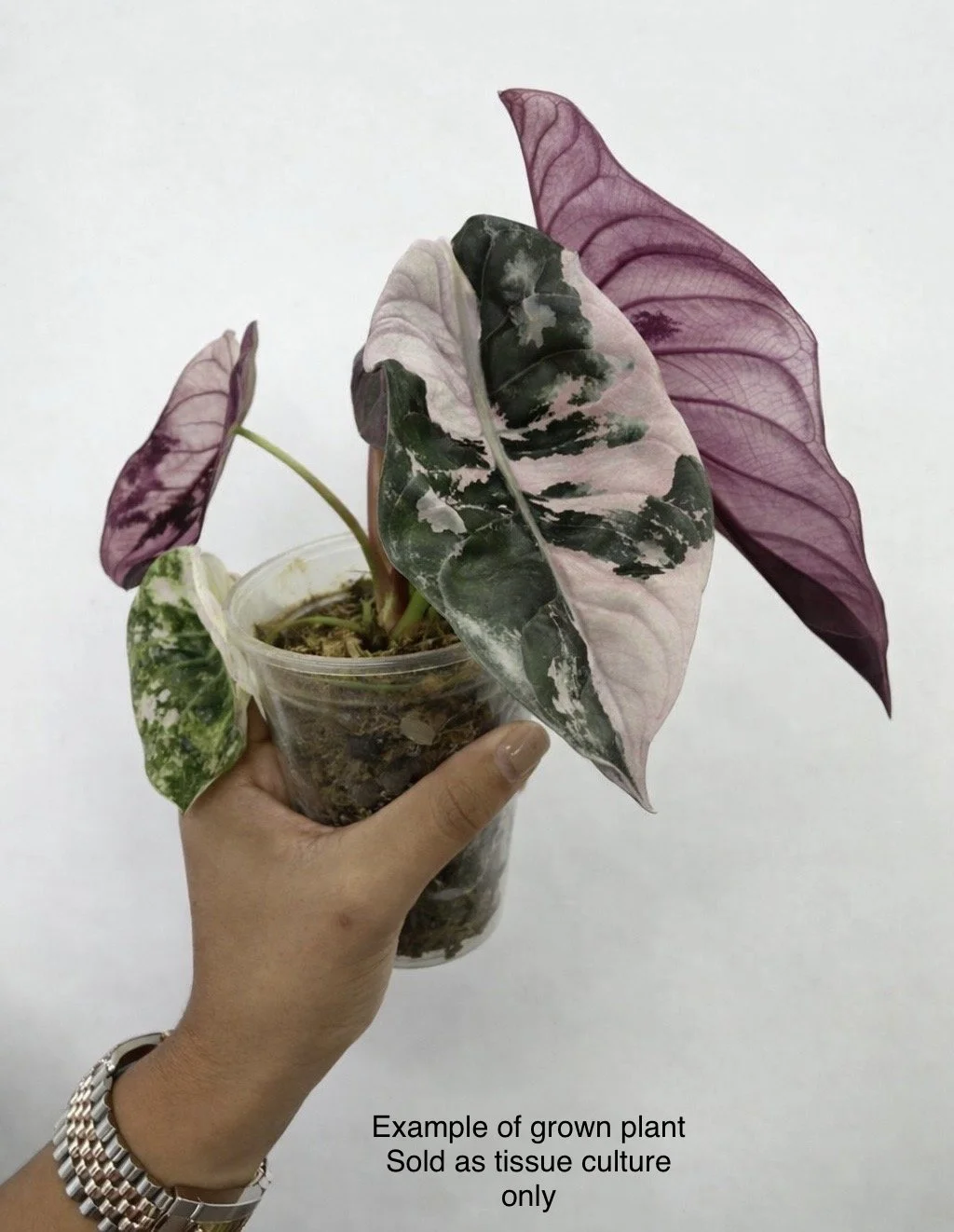 1-Pack Alocasia Cuprea 'Red Secret Pink Variegata' — Rare Plants Co.