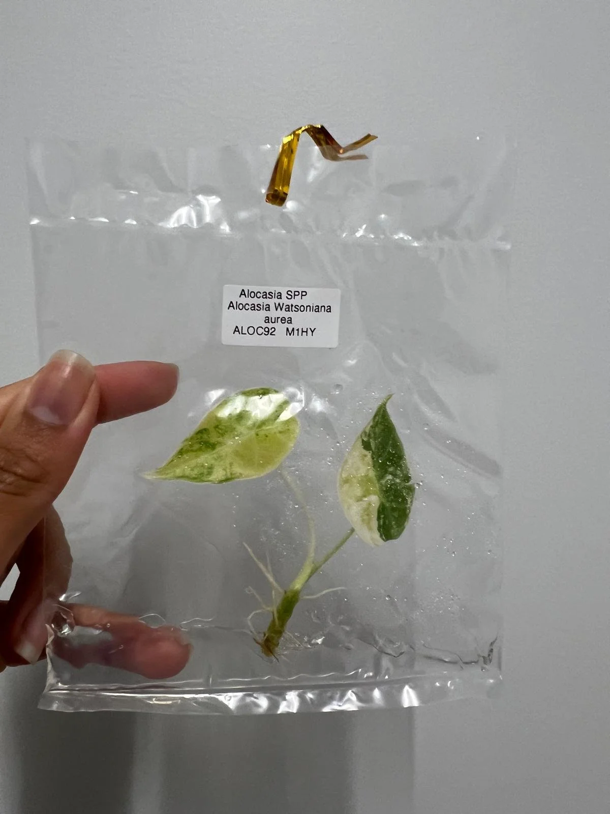 A. Watsoniana Aurea TC.jpeg