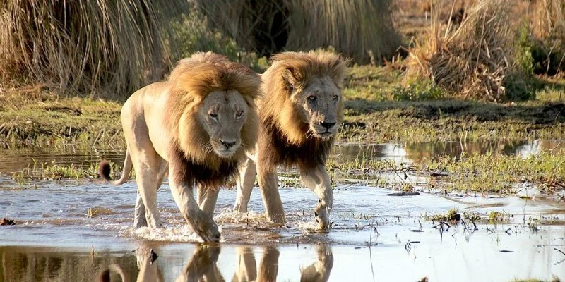 Safari Afrika - Okavango Delta