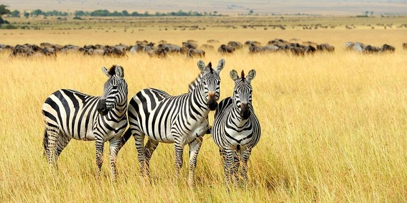 Safari Afrika - Masai Mara National Park