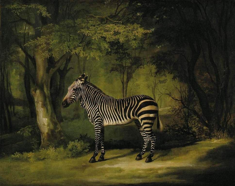 &ldquo;Zebra&rdquo;&nbsp;by&nbsp;George&nbsp;Stubbs&nbsp;(1762&shy;-3)