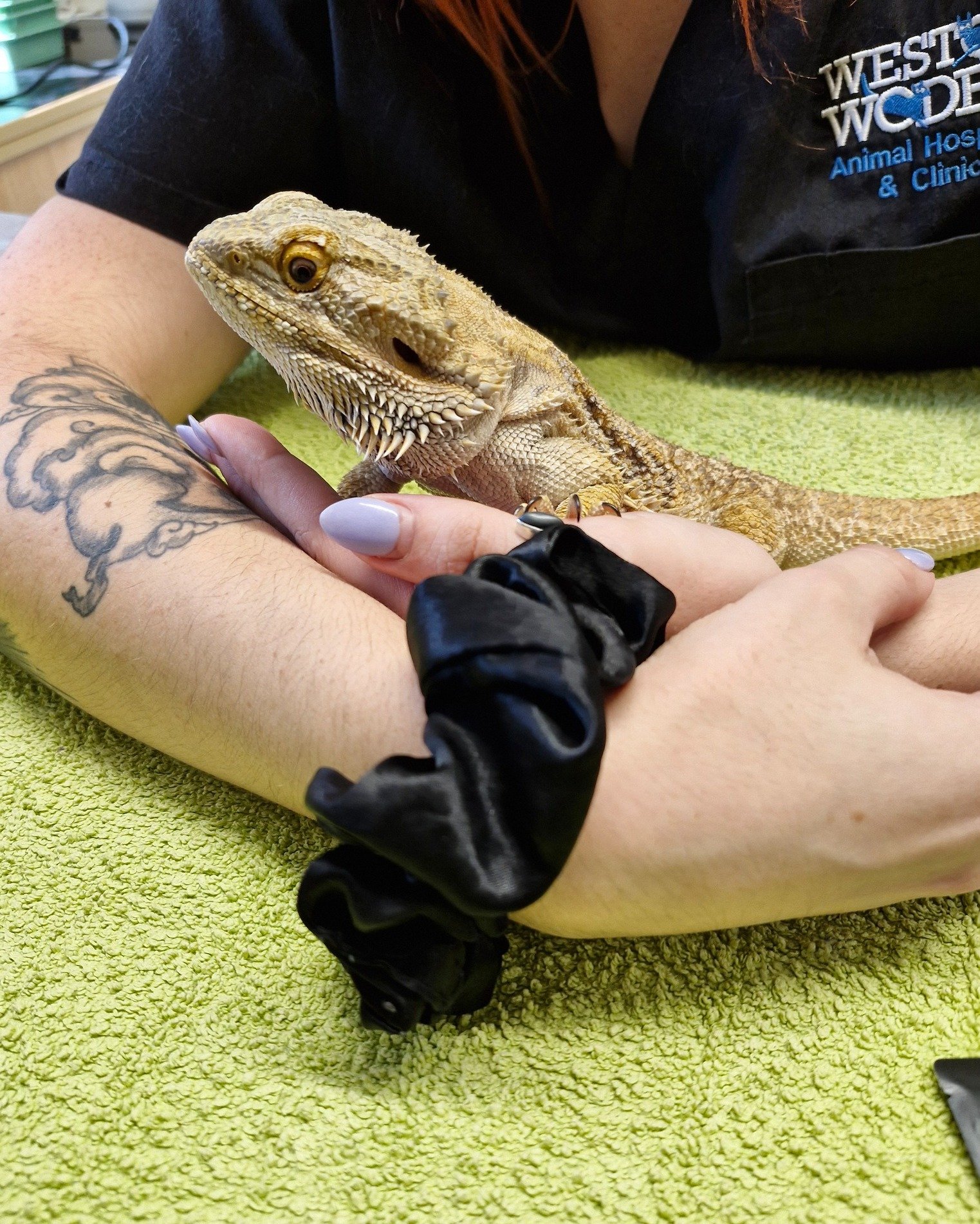 🌐 Bluetooth 🌐

Please boop nose to connect to Bluetooth 🥰. This beautiful bearded lady came to see us after injuring her tail. The wonderful Dr. Julaine was able to amputate the affected part of her tail; saving the remaining length and leaving Bl