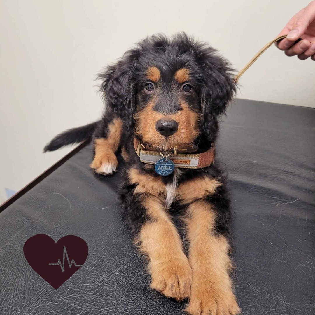 🐾 Archie has a lot of growing to do! 🐾

This cute pup is a Bernadoodle; a mixture of the giant Bernese mountain dog and a standard poodle. Little Archie is only 4 months old, so he has a long way to go until he's grown into those paws!
 #westonwode