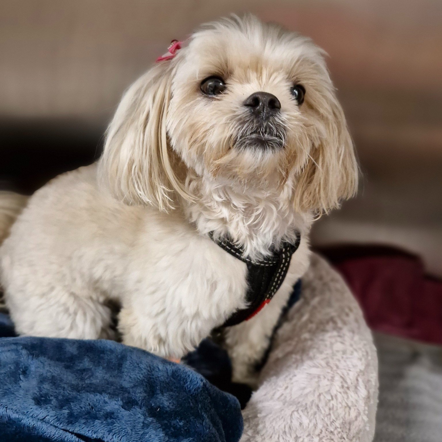 🎀 Enola 🎀

Belle of the ball Enola and her pretty hair bows. Everybody say awwww 😍

 #westonwodenanimalhospital #vetmed #veterinary #vet #vetsofinstagram #veterinaryclinic #veterinarian #VeterinaryMedicine  #moodle #moodlesofinstagram #moodlesofin