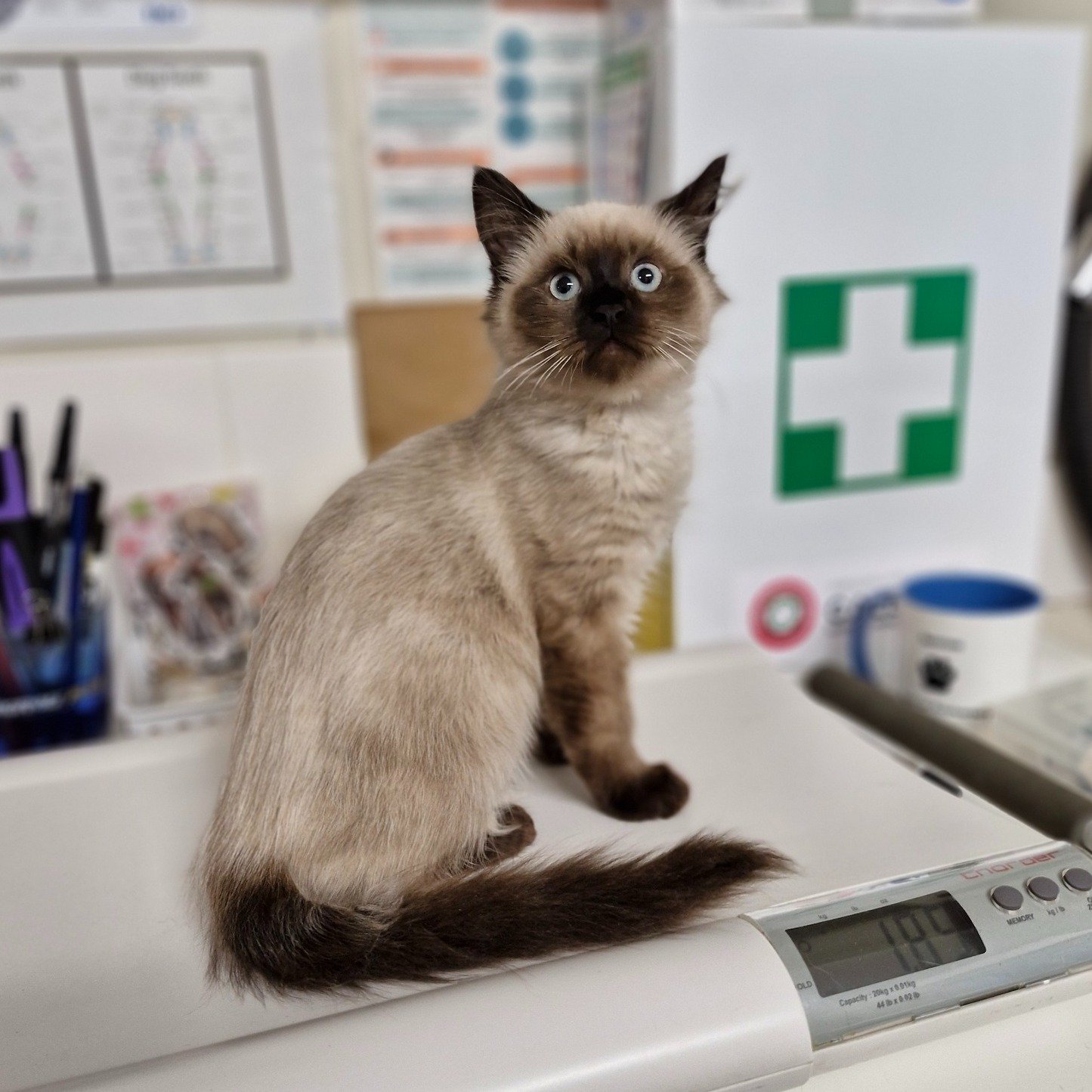 Weigh in time for mighty little Hamilton. Monitoring your kittens weight helps make sure they are growing as they should be. Hamilton hit 1.85kg today!