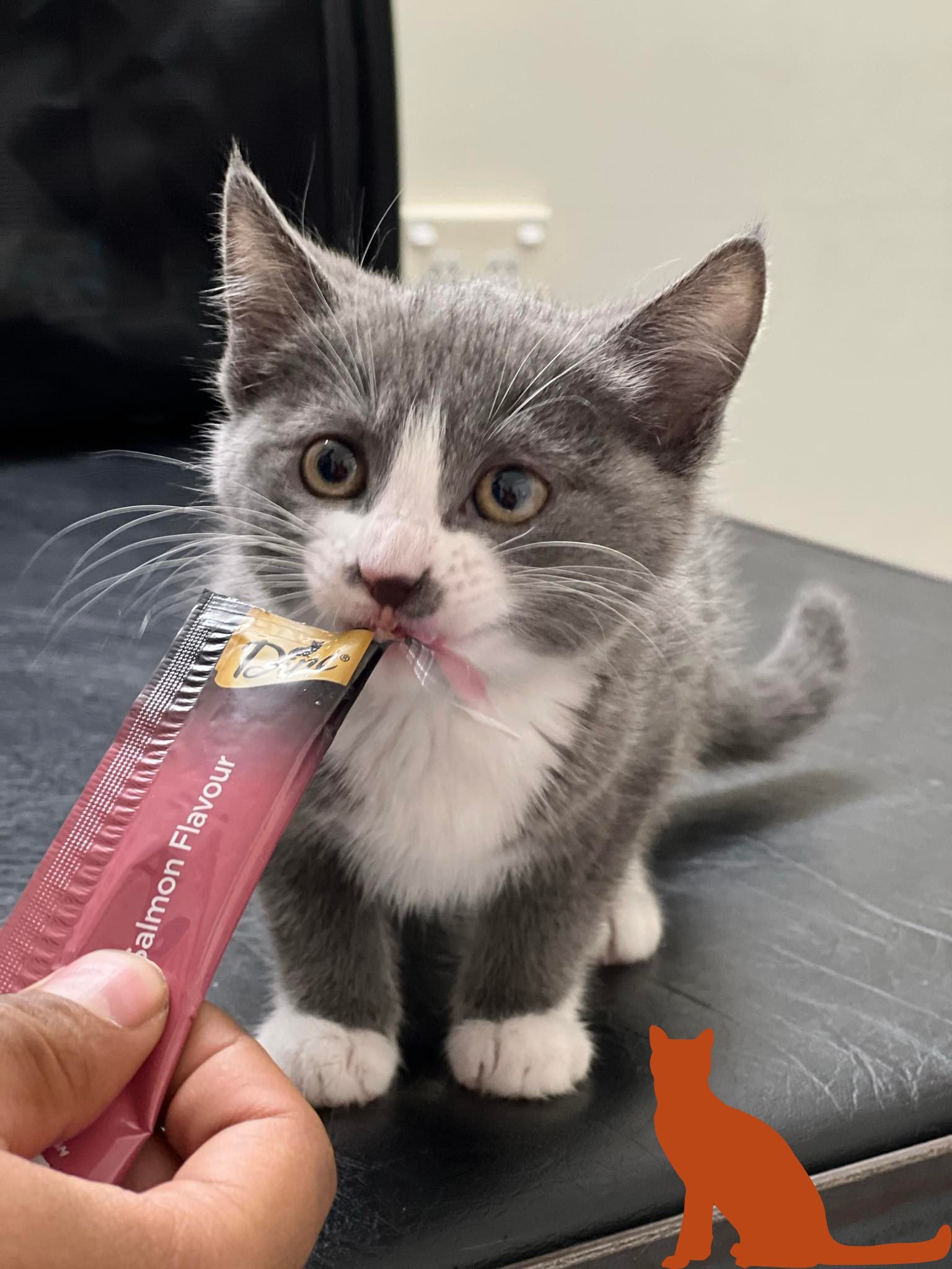 😸 Missy's microchipping munchies 😸

Missy was happy to be won over with a creamy treat during her first vaccination and microchip appointment. Microchipping ensures that we are able to reunite you with your beloved pet if they ever get lost! 
 #wes