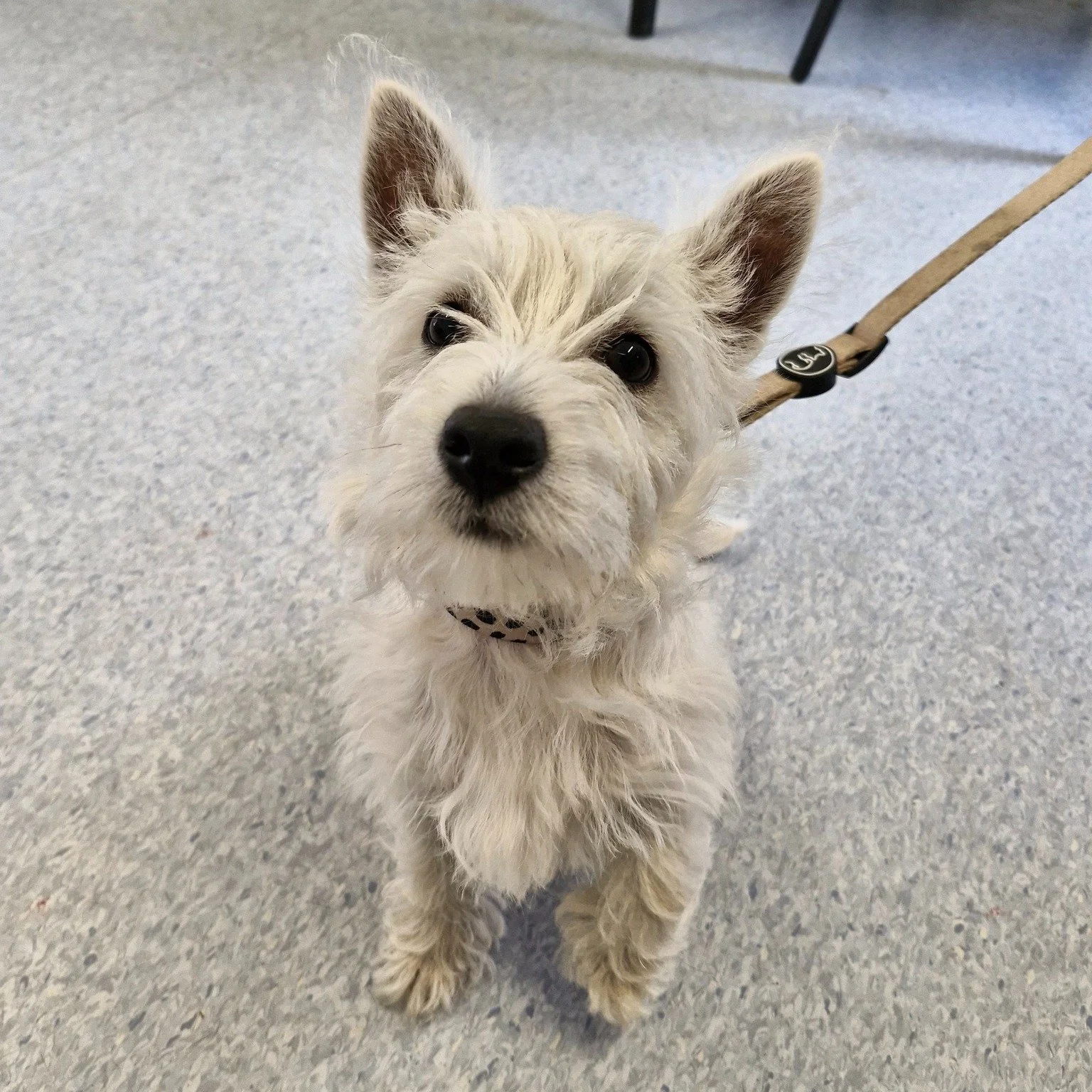 💜 Nessie 💜

Nessie the westie was stealing everyone's hearts in the waiting room! 

 #westonwodenanimalhospital #vetmed #veterinary #vet #vetsofinstagram #veterinaryclinic #veterinarian #VeterinaryMedicine #westhighlandterrier #westie #westiegram #