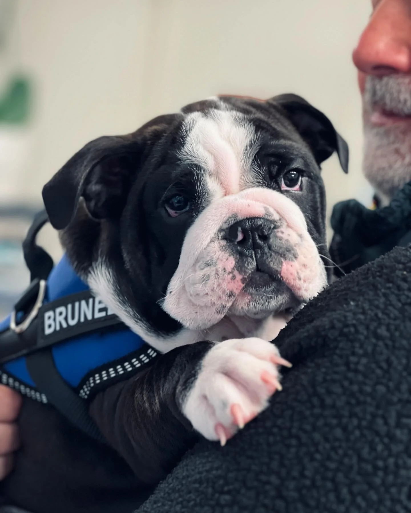 Baby Brunel has our hearts 😍