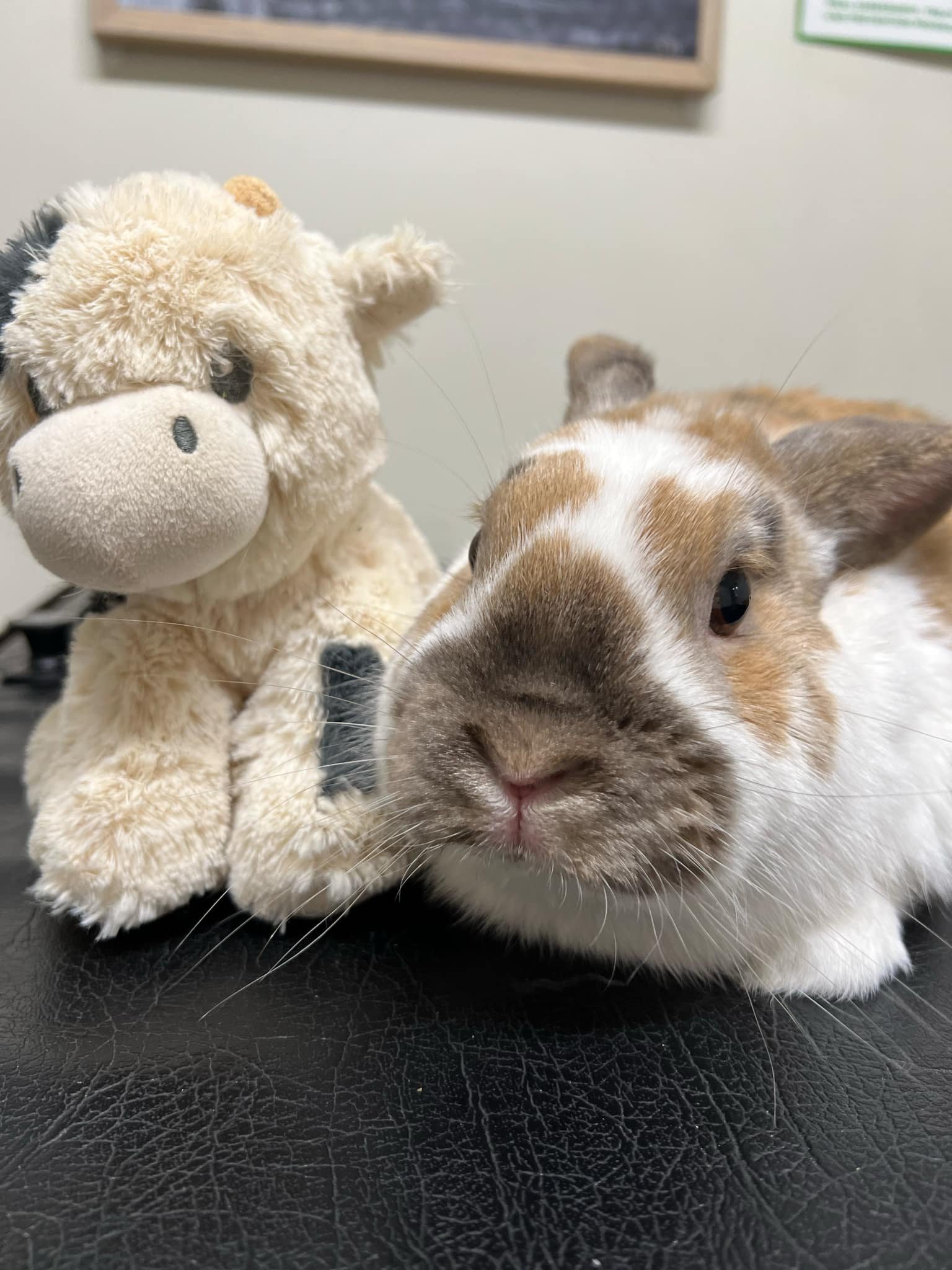 🦷 Broly's unruly tooth! 🦷

Broly was in to see Dr. Saraih recently as he was not eating as much as usual and his parents thought he seemed to be in pain. On examination, Dr. Saraih was able to see a spur, or overgrowth, associated with one of Broly