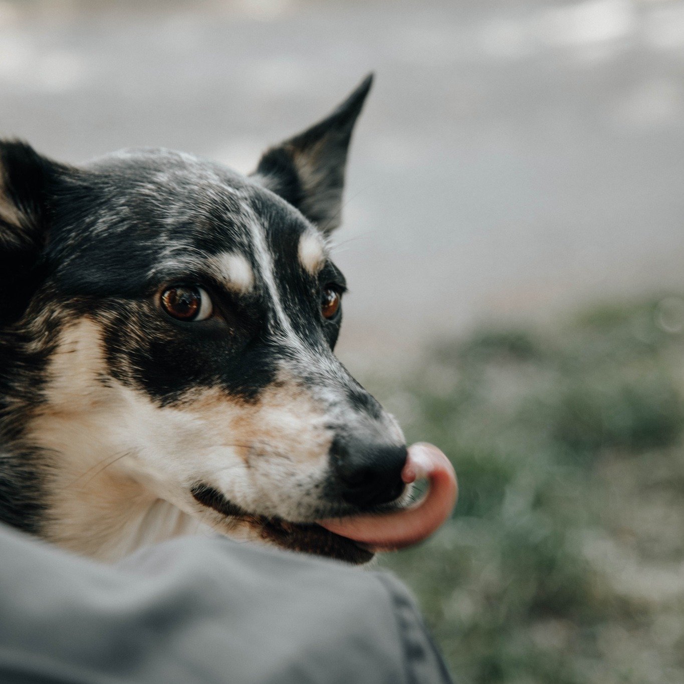 Lift is looking forward to some tasty treats this weekend! Her favourite snacks are liver treats, greenies, peanut butter and anything her human sibling drops on the floor 😂. 

What are some of your pet's favourite snacks?

 #westonwodenanimalhospit