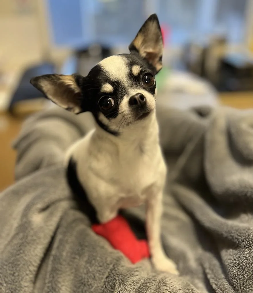 💝 Darling Dotti 💝

Darling little Dotti was the most precious patient! She visited us for a dental procedure and struck the perfect poses for a pic!

 #westonwodenanimalhospital #vetmed #veterinary #vet #vetsofinstagram #veterinaryclinic #veterinar