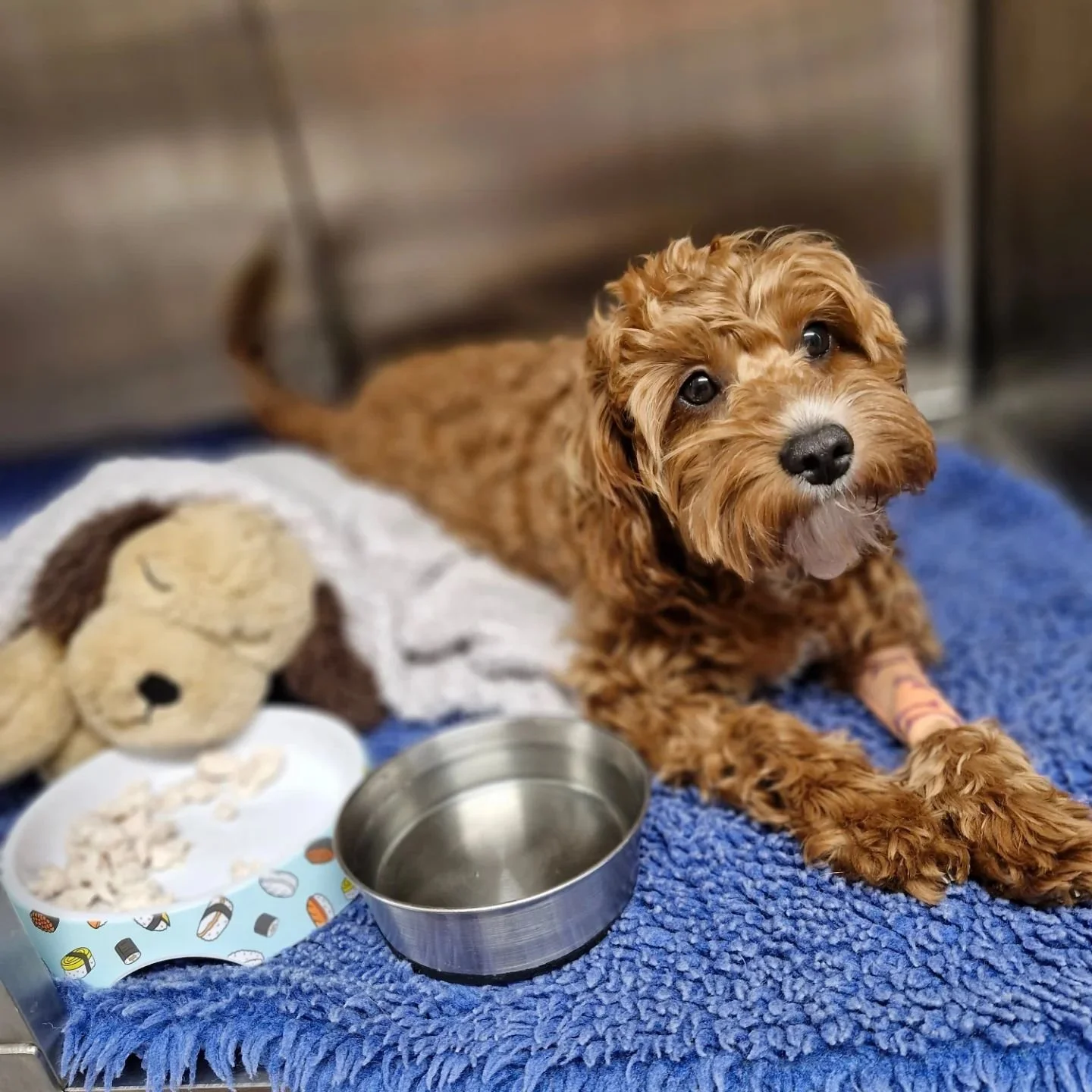 🍁 Maple 🍁 

Miss Maple has the best manners! She always shares her food with her stuffed dog friend. 10/10 very polite!

#westonwodenanimalhospital #vet #vetmed #veterinaryclinic #veterinary #veterinarian #vetsofinstagram #VeterinaryMedicine #cavoo