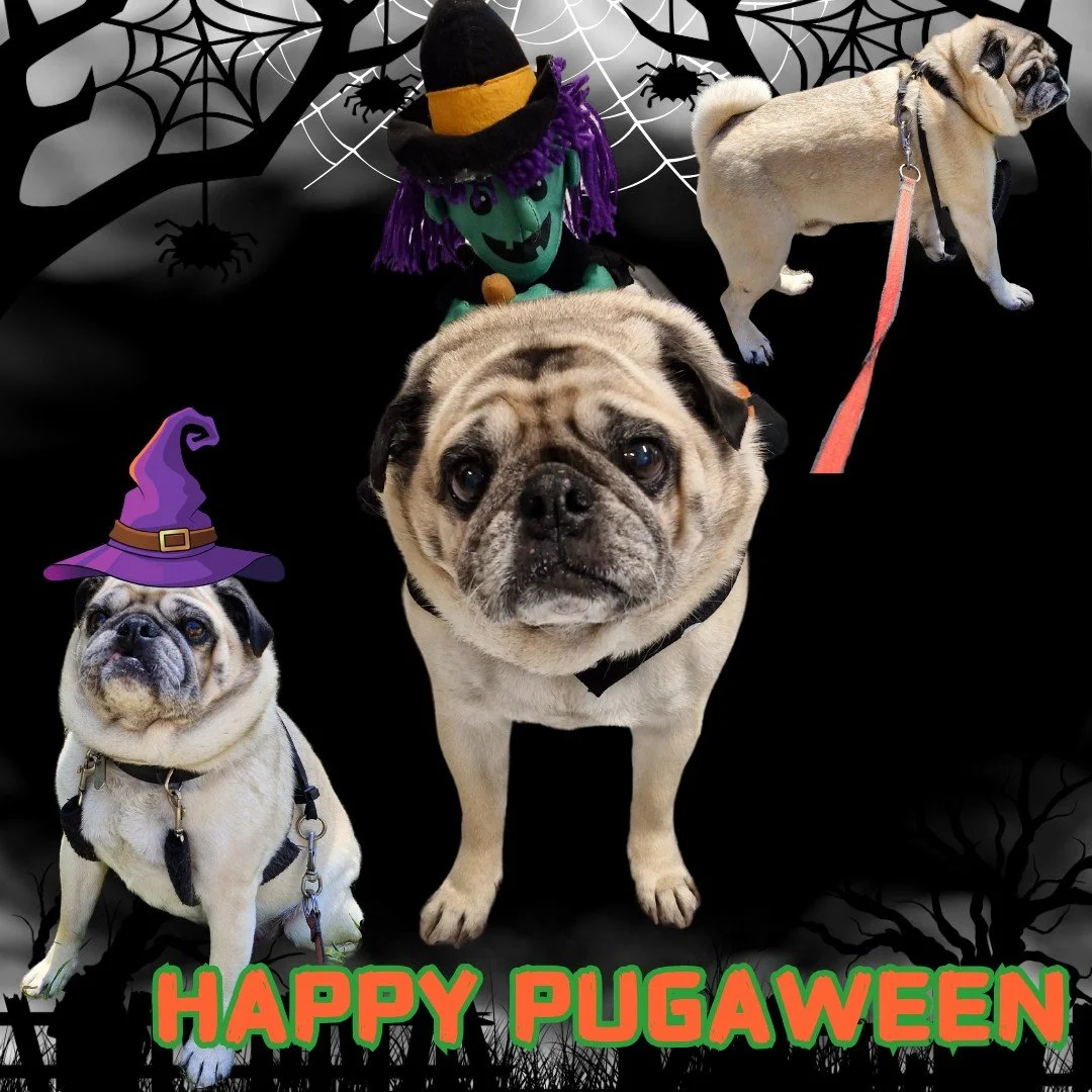 🎃 Happy Pugaween! 🎃

Al-Pugchino would like to wish you all a very spooky Pugaween! Have fun, be safe, and keep chocolate and lollies out of reach of your pets. 

 #westonwodenanimalhospital #vetmed #veterinary #vet #vetsofinstagram #veterinaryclin