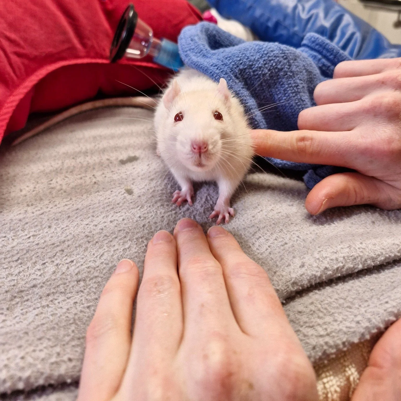 🐀 Franklin 🐀

*Warning - the last photo in this series shows tissue that was surgically removed *

Franklin the rat came to see Dr Juliane about a large growth on her inner thigh that was causing a lot of discomfort. Dr Juliane was able to surgical