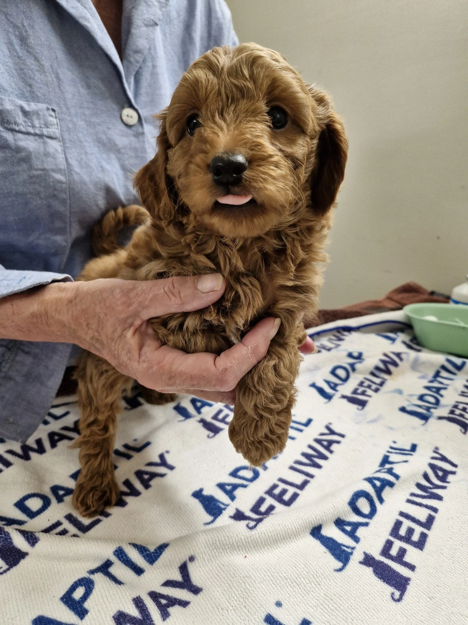 Puppies puppies puppies!! 

This litter of 7 week old cavoodle puppies could not have been any cuter if they tried! 100/10 made our day!

 #westonwodenanimalhospital #vetmed #veterinary #vet #vetsofinstagram #veterinaryclinic #veterinarian #Veterinar