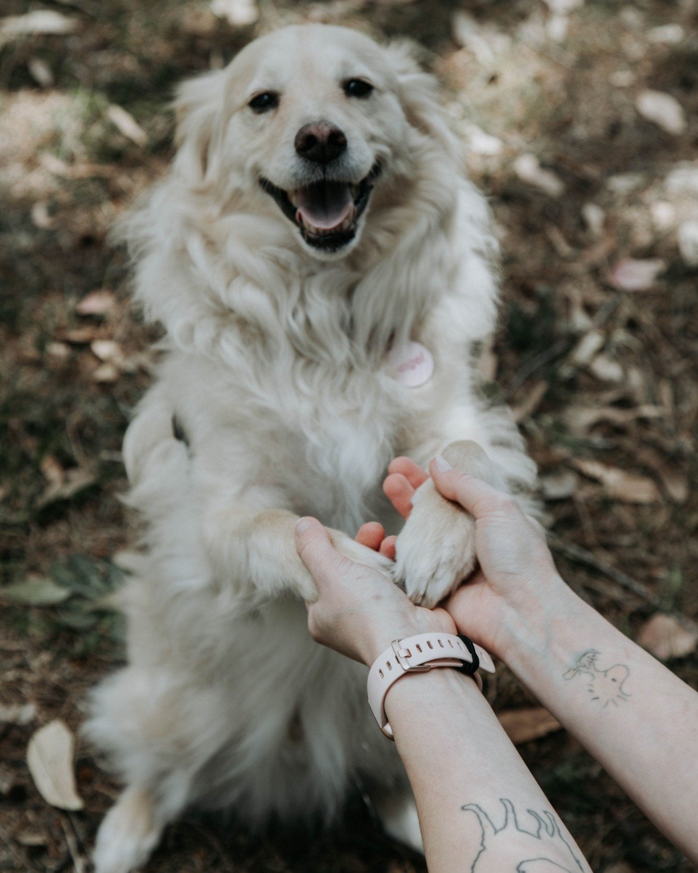 😇 Angel 😇

Meet Angel. This handsome boy is a 9 year old super mix! He is part Samoyed, part Whippet, part Pomeranian and 100% cutie! He lives with his mother, Nurse Rhiannon and his little brother Billy - an 8 year old Moodle.

Angel's favourite a