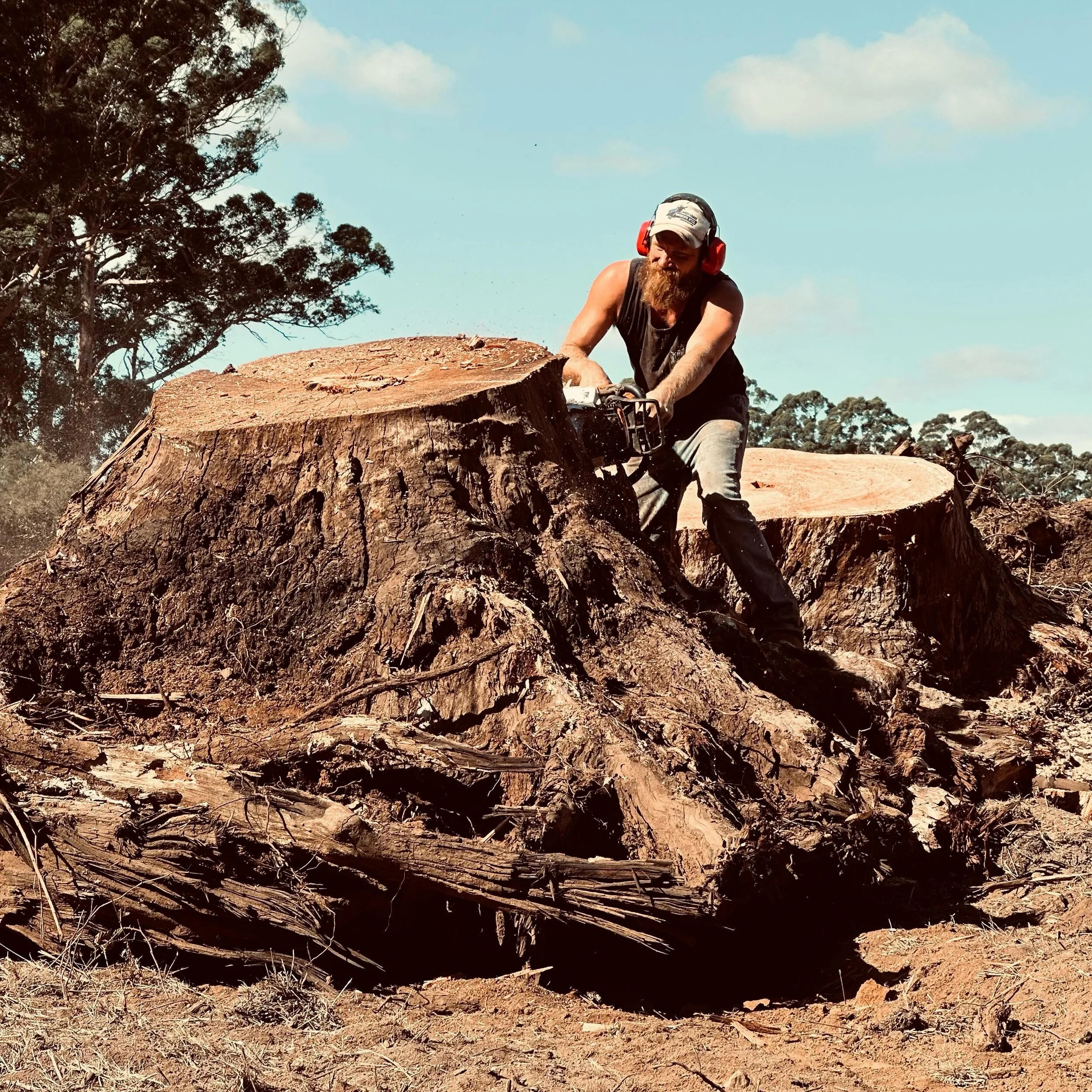 Cutting a few biscuits 🍪  #perthtimber #lumberjack