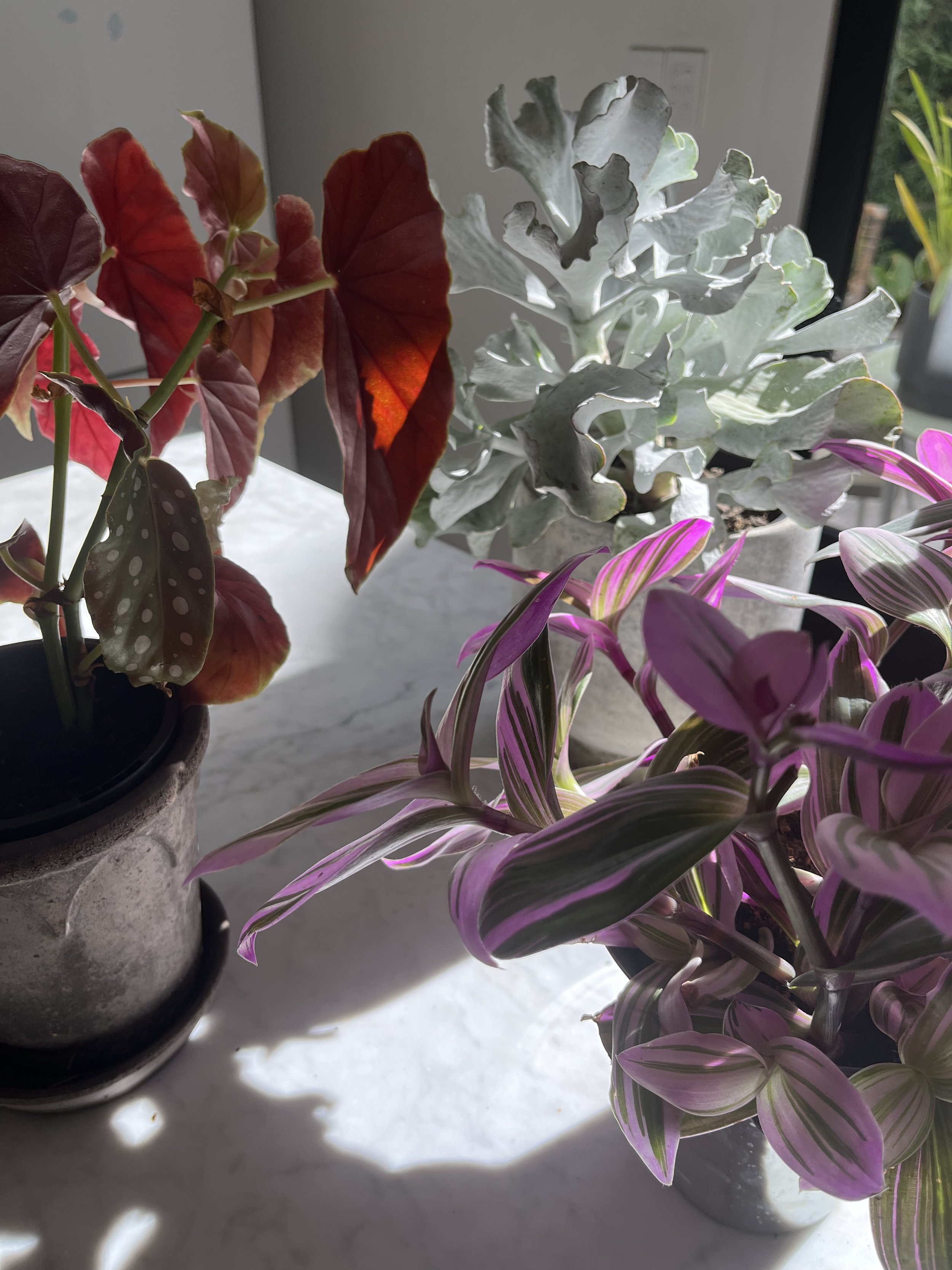 IMG_1325.jpeg