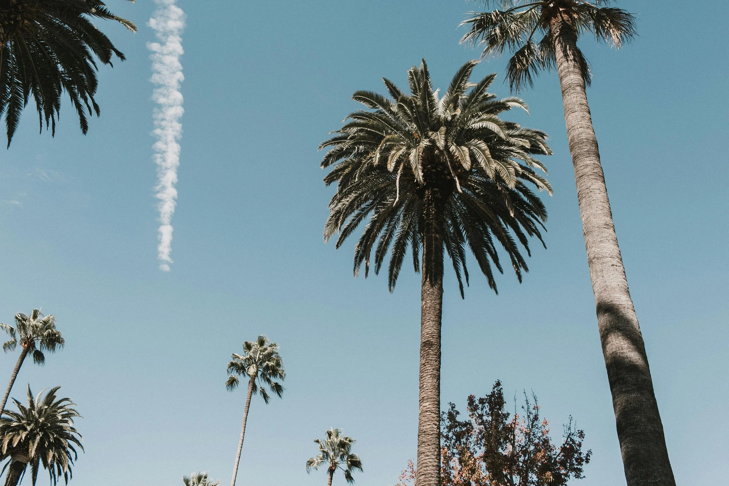 Tall palm trees against a blue sky with a wispy white cloud.