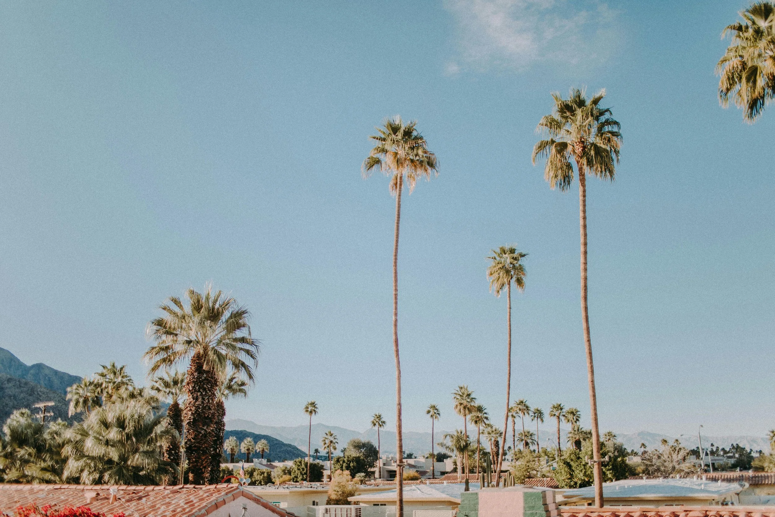 A view of tall palm trees against a clear blue sky with mountains in the background and rooftops in the foreground.