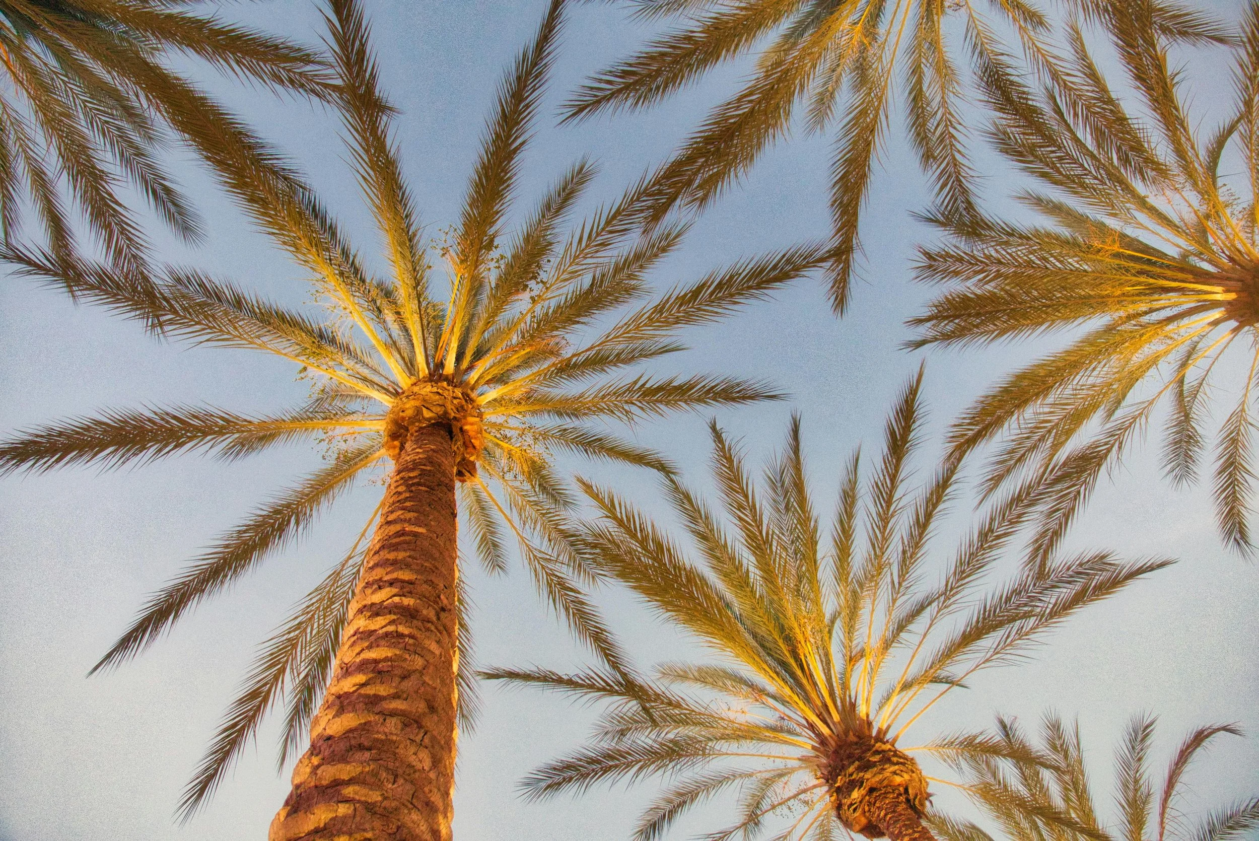 Looking up at tall palm trees against a blue sky, with sunlight illuminating the trunks and fronds.