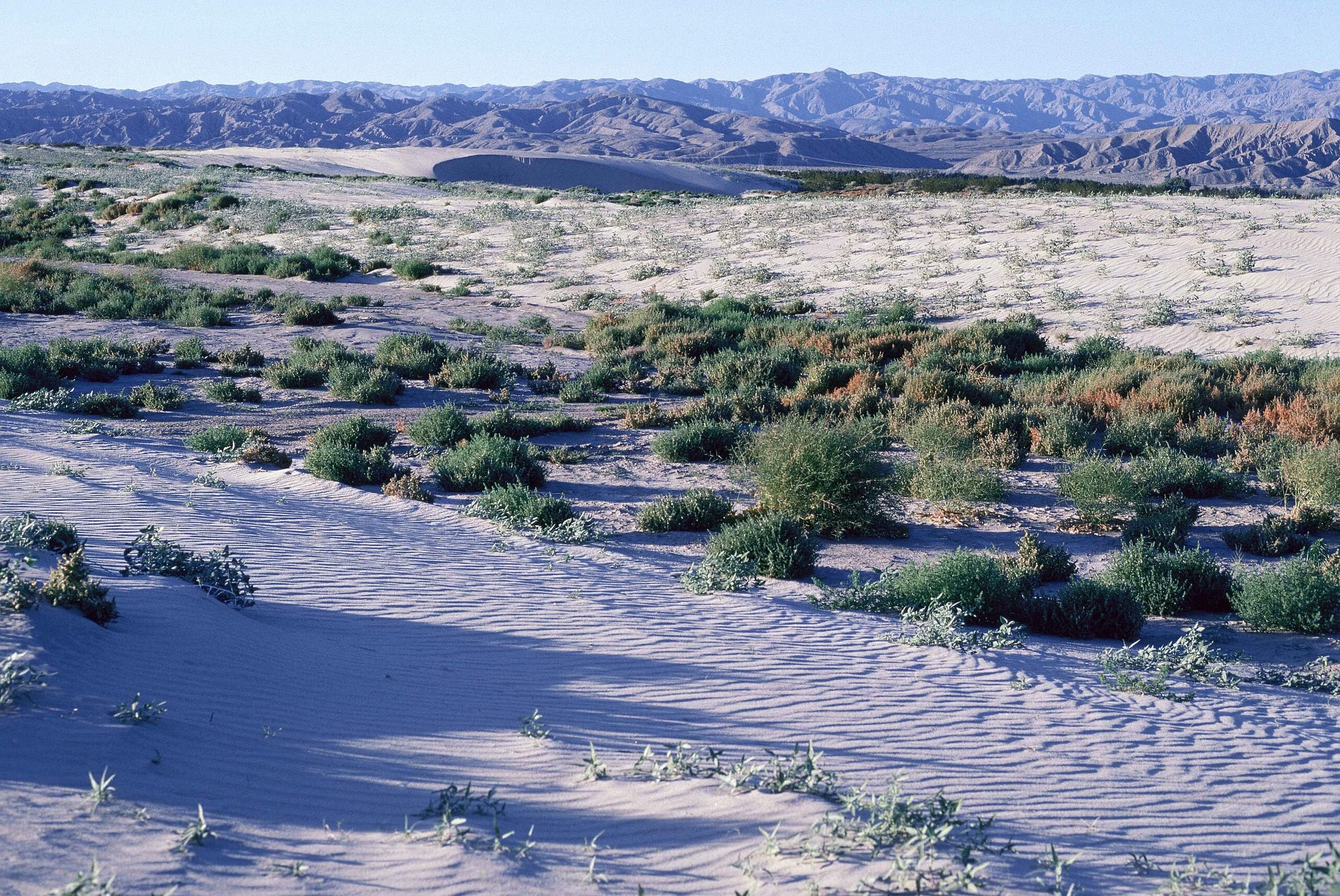 Desert landscape with sand dunes and sparse green vegetation, mountain range in the background under a clear blue sky.