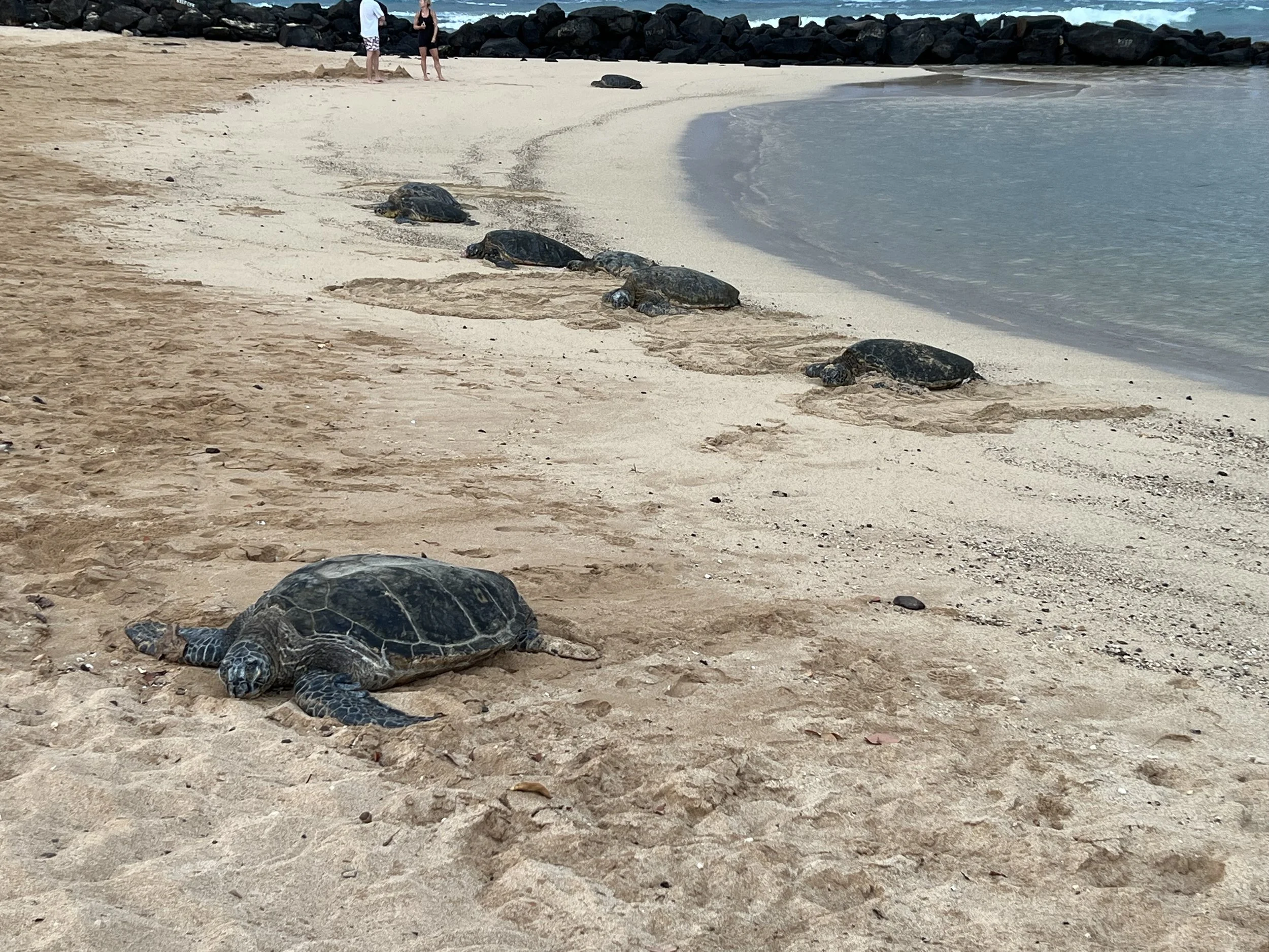sea turtles.jpg