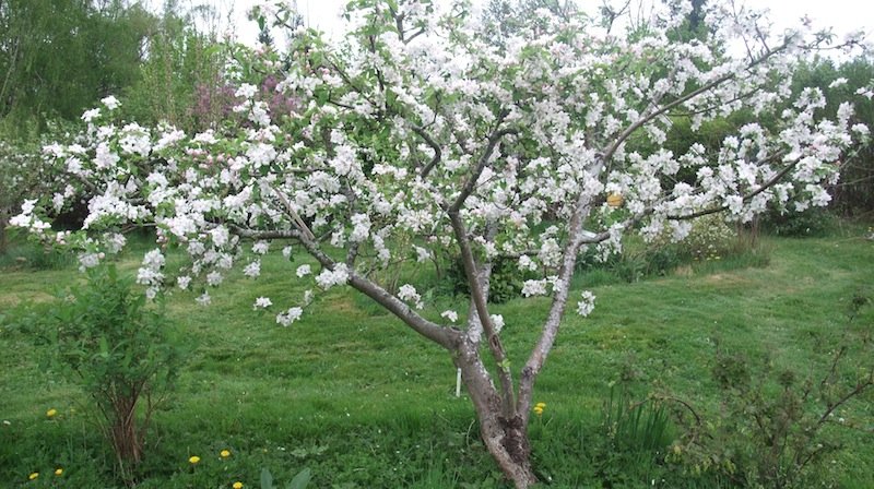 beautiful apple tree in bloom edit copy.JPG
