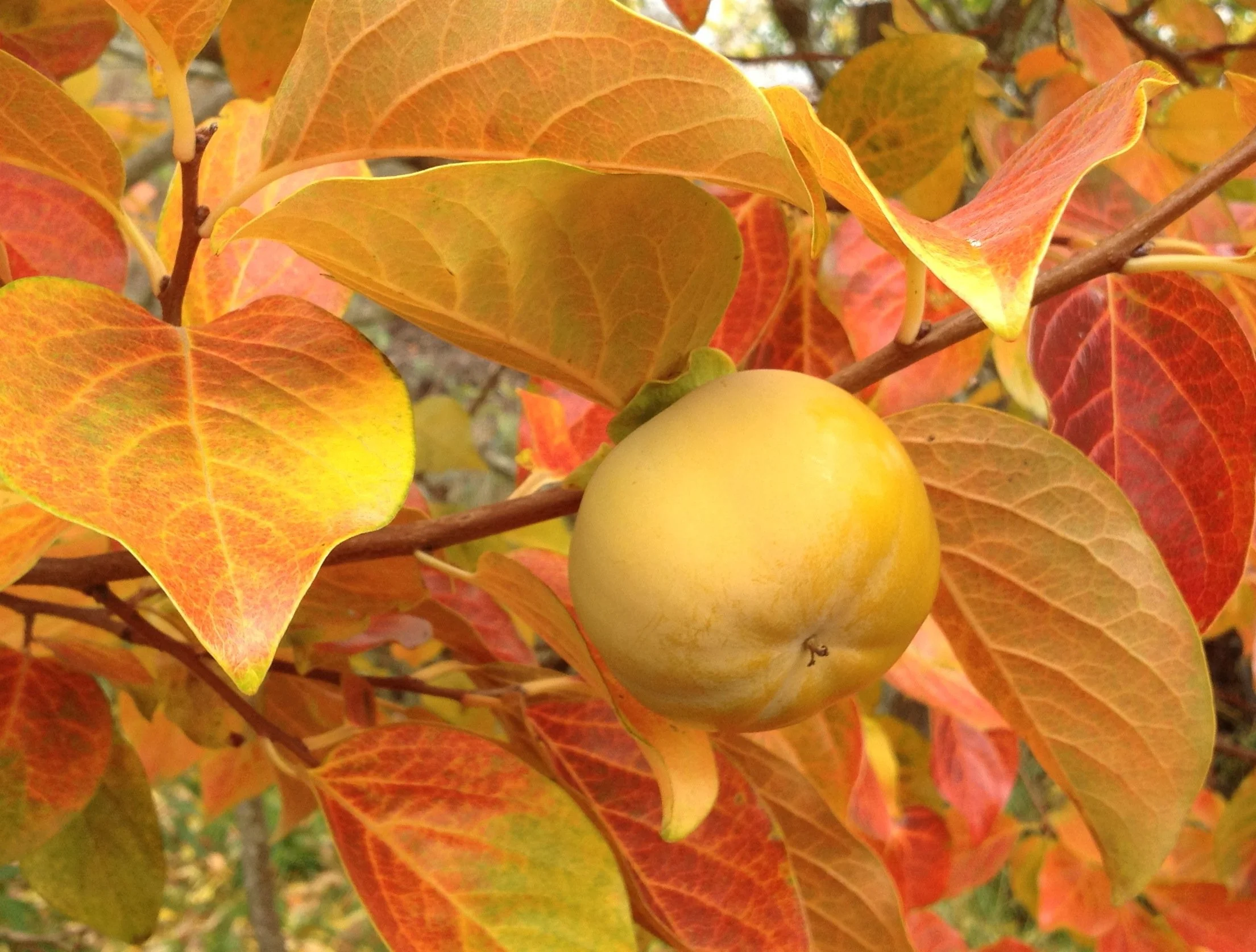fall persimmon smaller copy.jpg