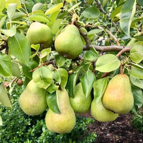 IMG_3827 pears.jpeg