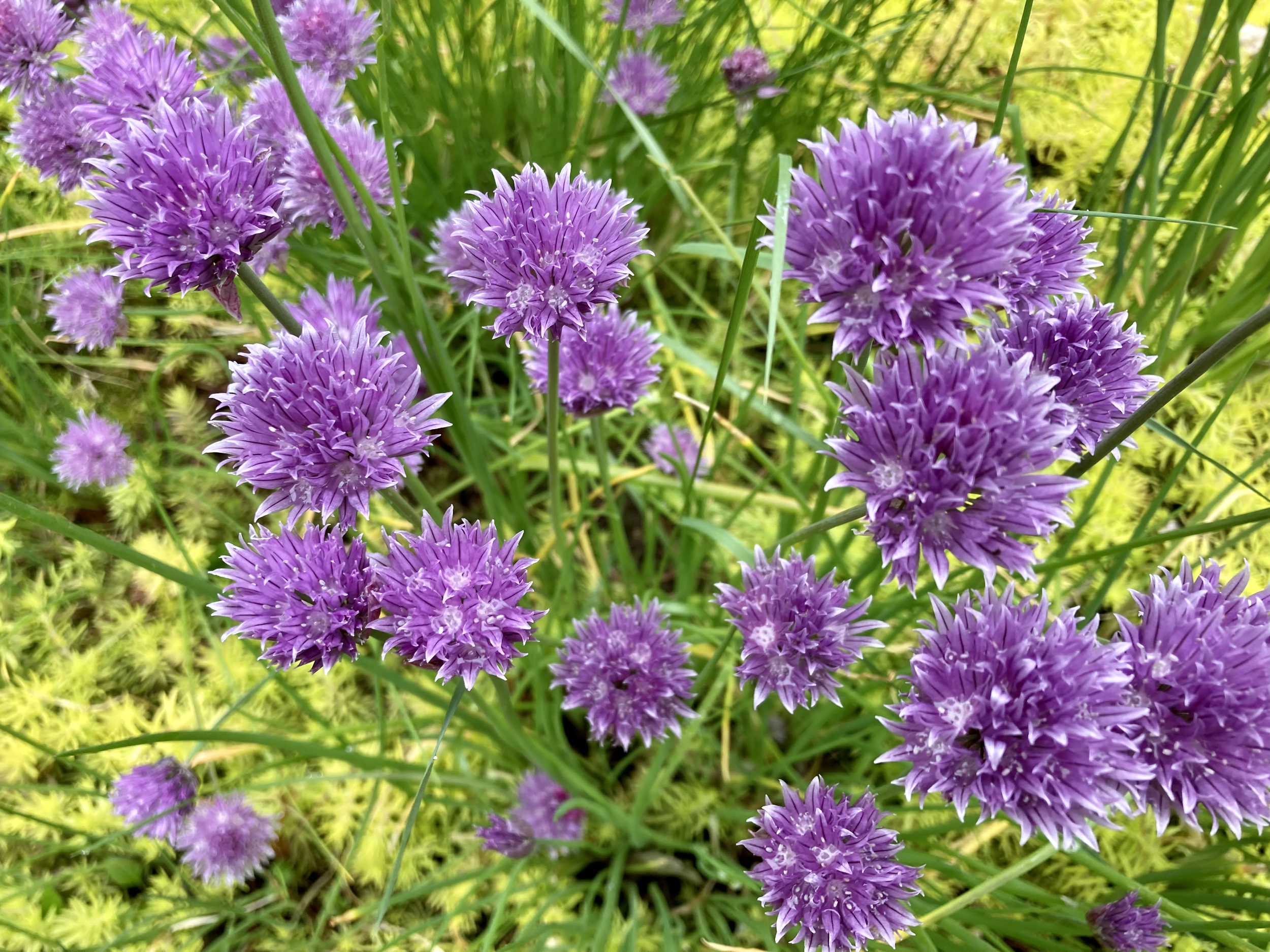chives.png