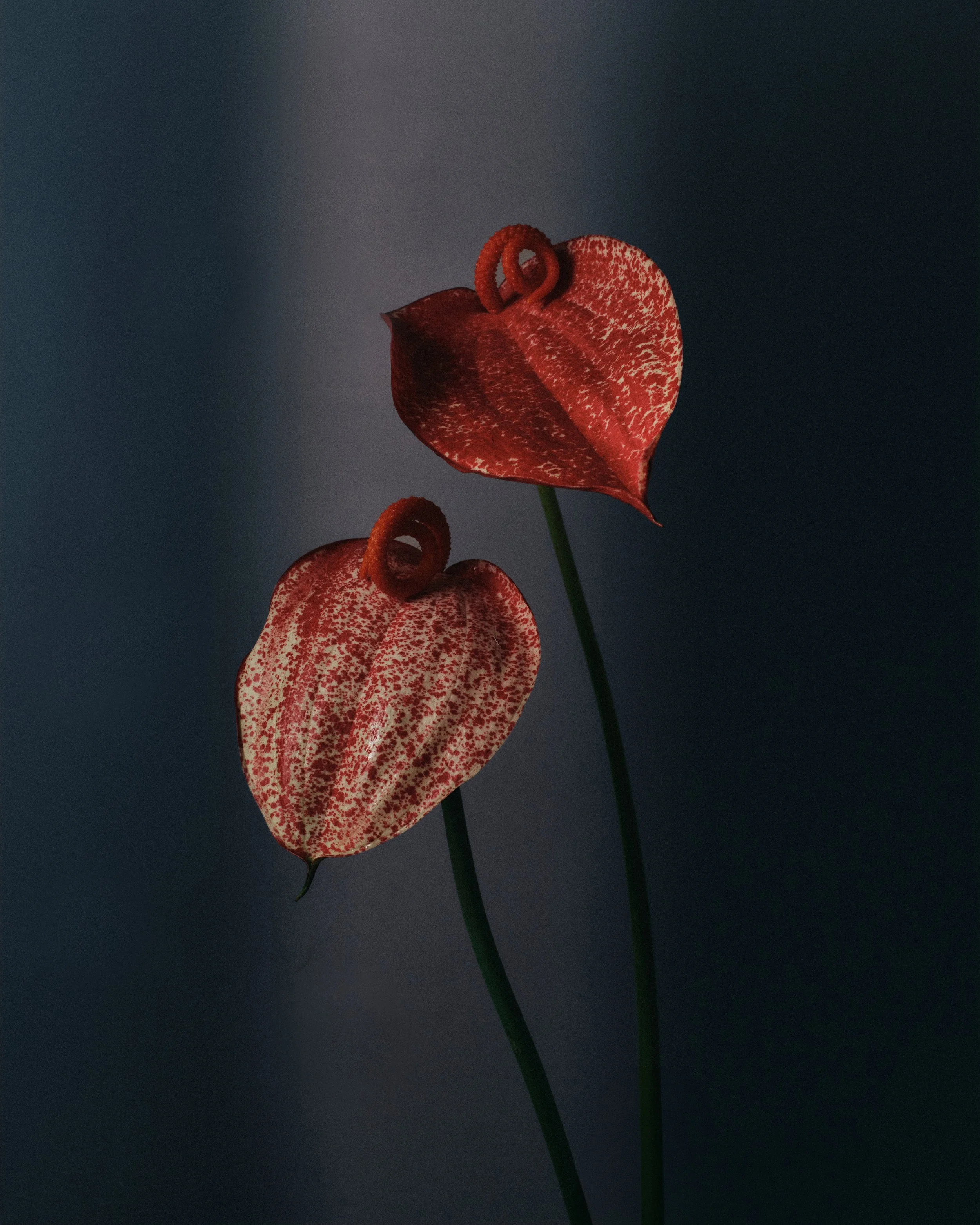 260315_Studio3874 (1).jpeg