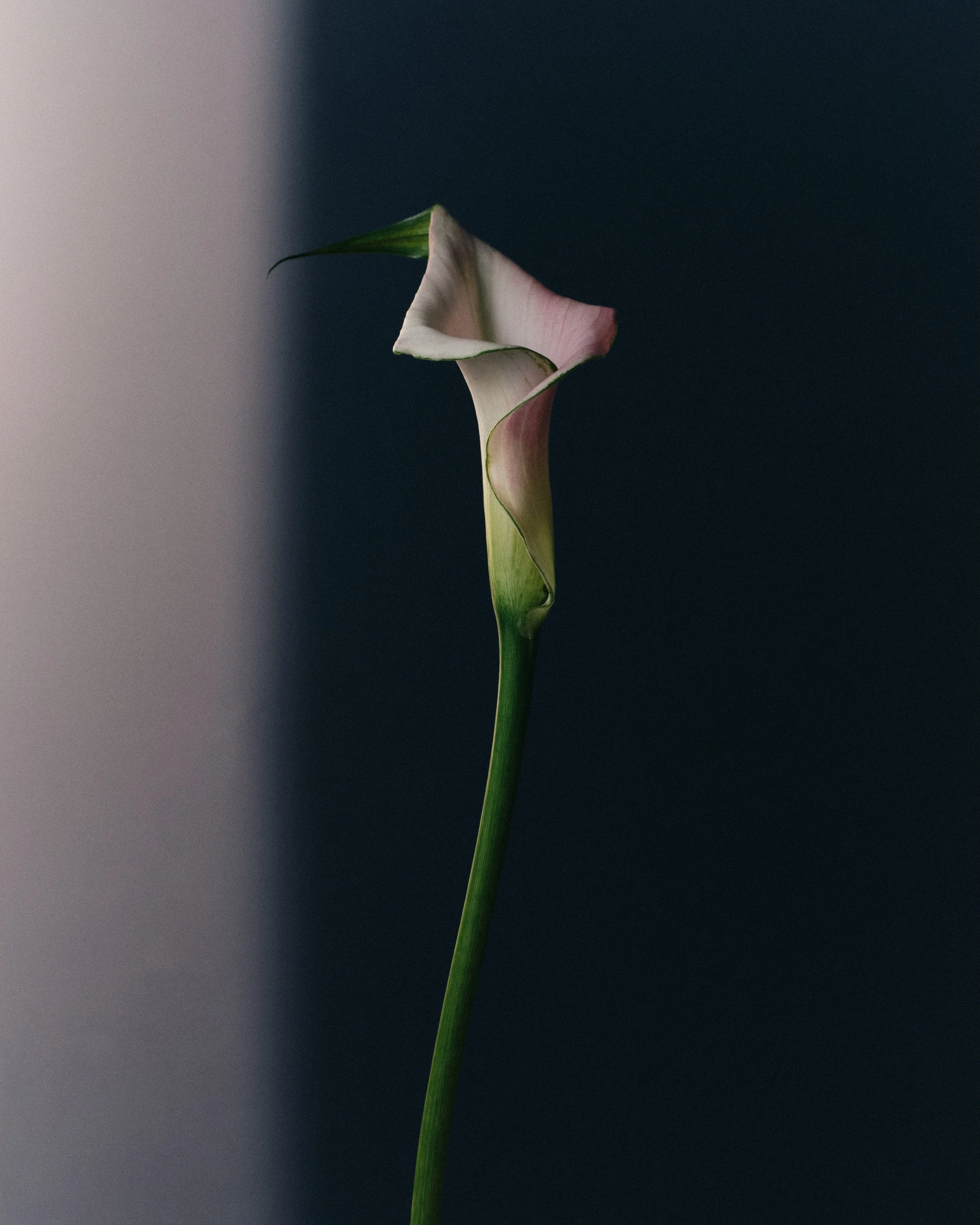 260315_Studio3856 (1).jpeg