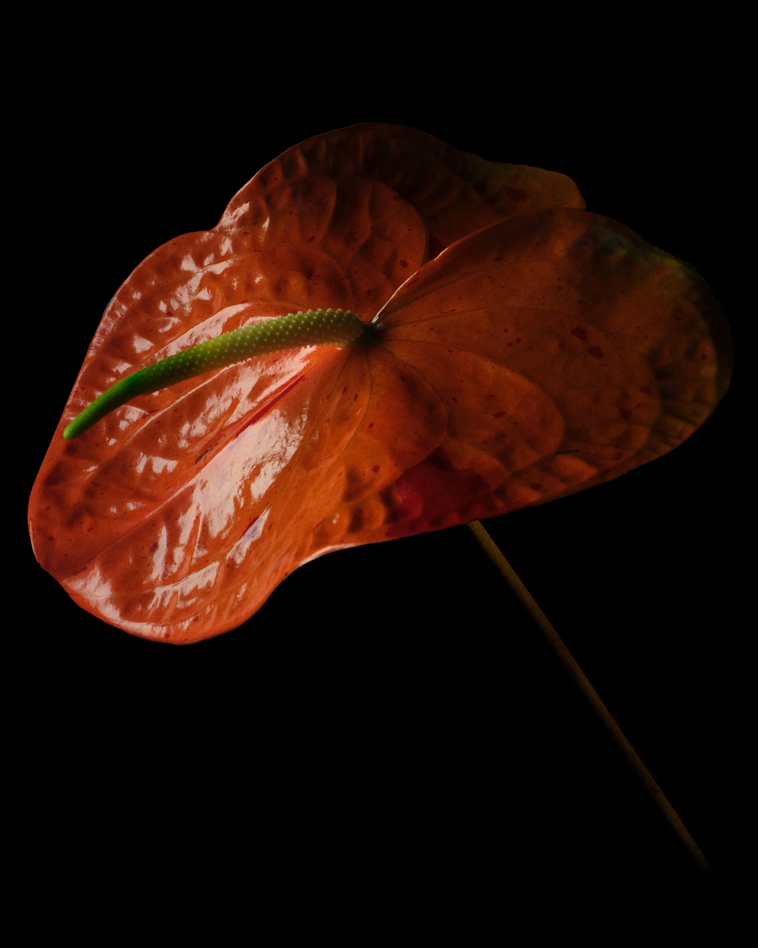 260209_bulb1382 1 (1).jpeg