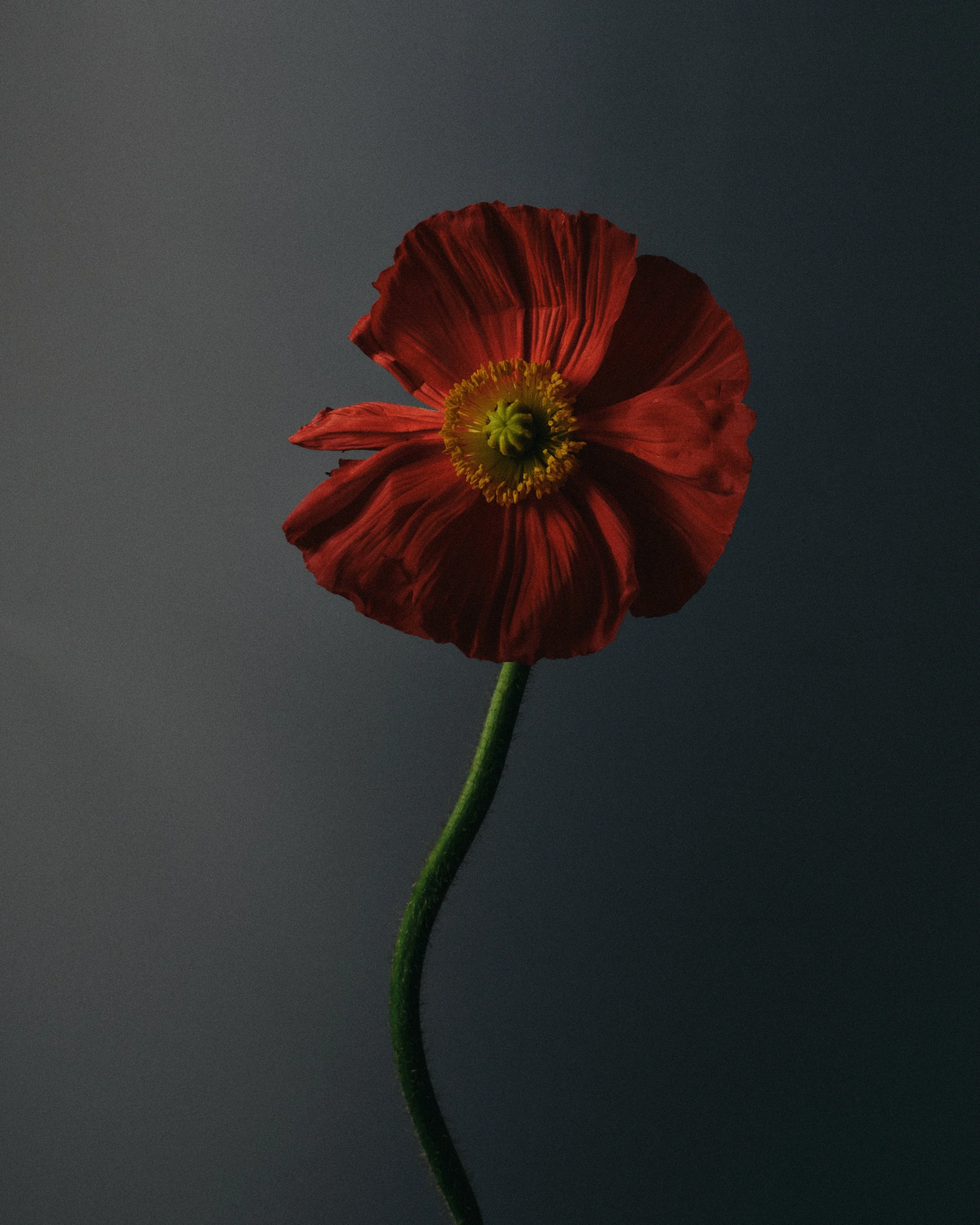 Harry Brayne photography ... lewes based photographer 